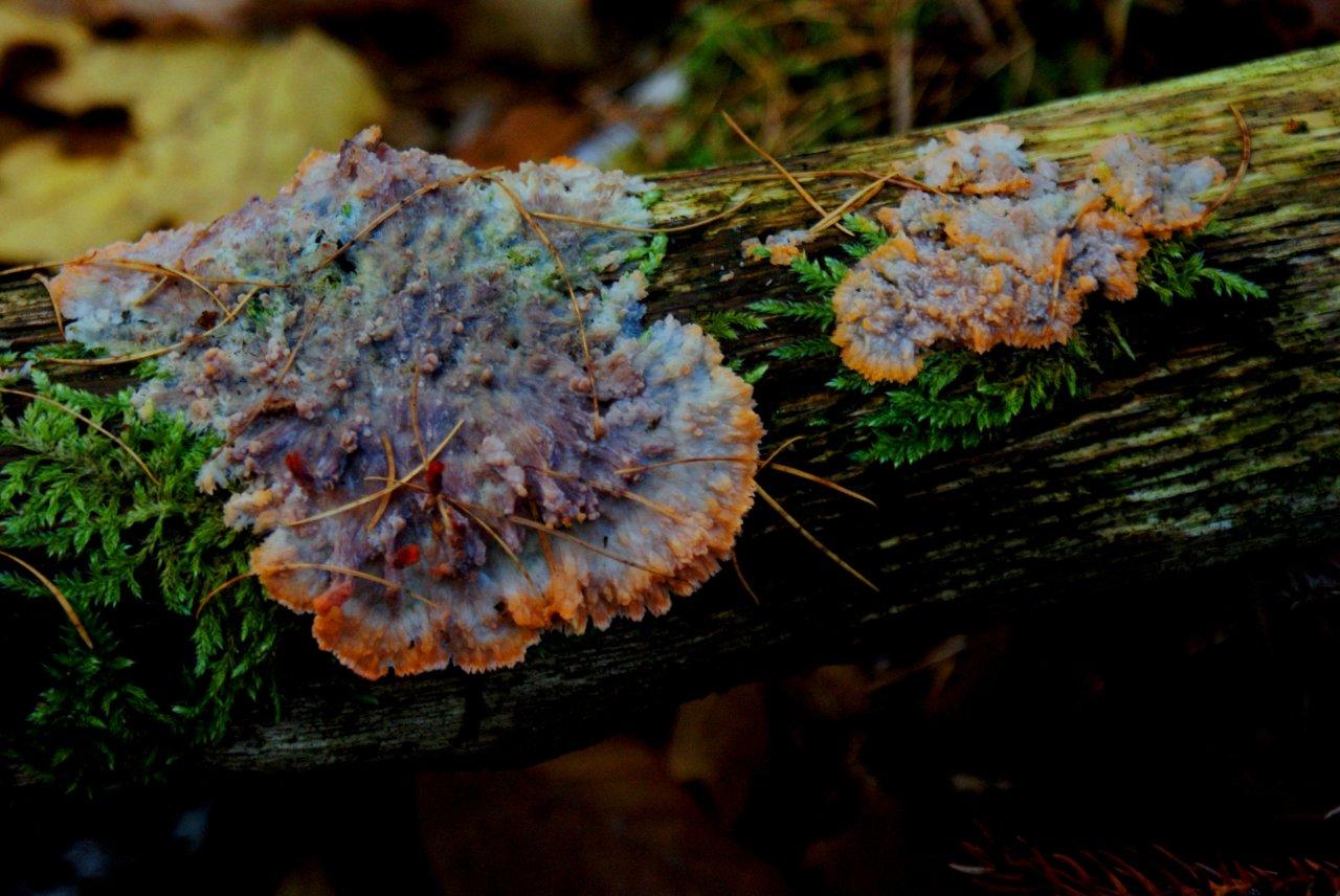 Padd.Zwammen,Aderzwam