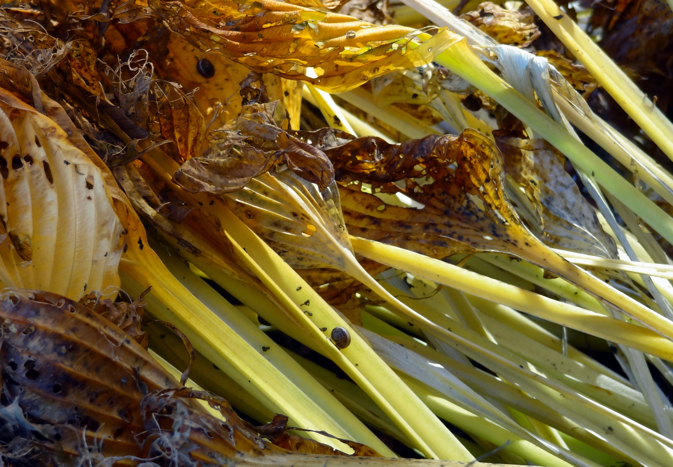 Hosta