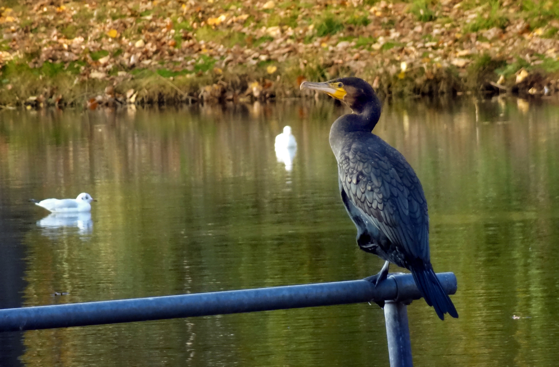 Aalscholver in het park