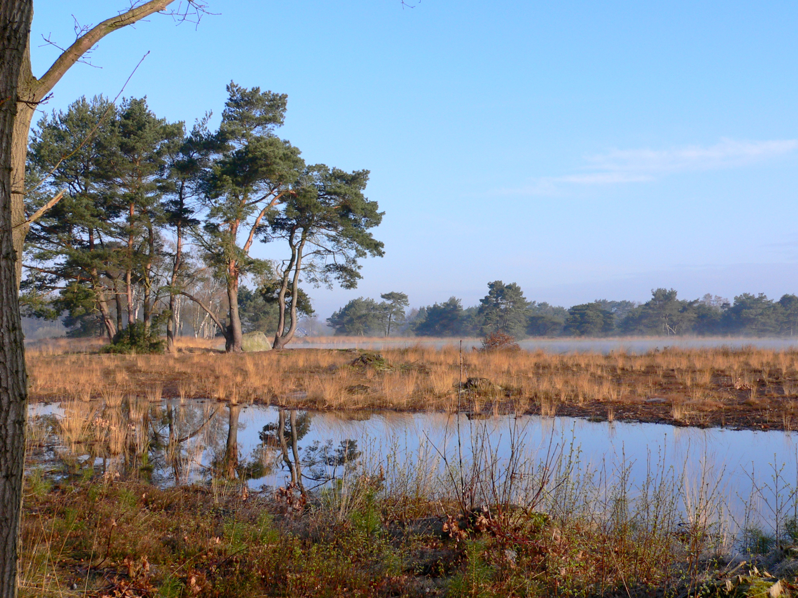 hondenven bij Tubbergen