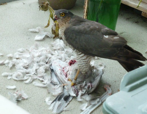 Sperwer heeft een tortel duif gepakt van m'n balkon
