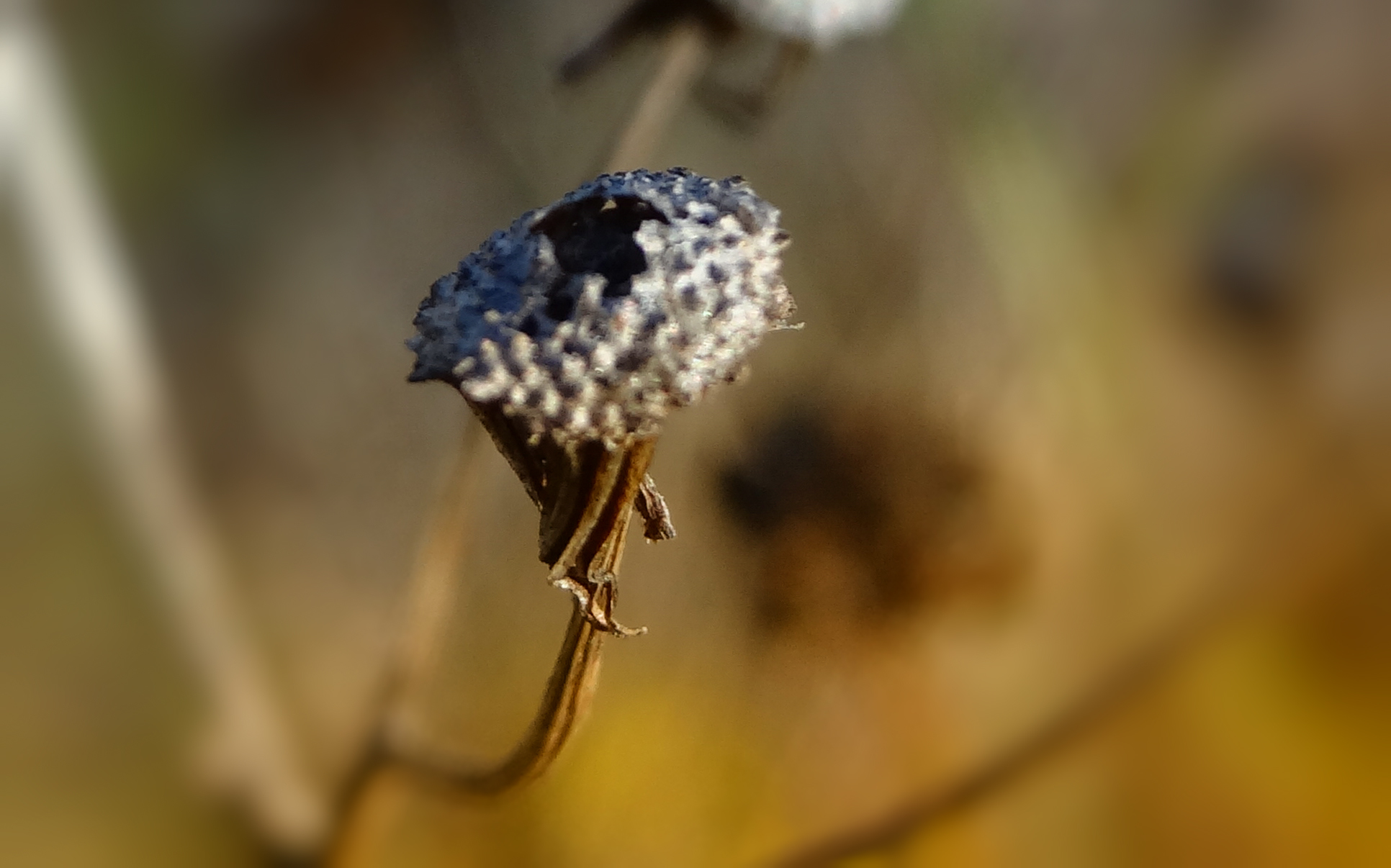 Verdroogd