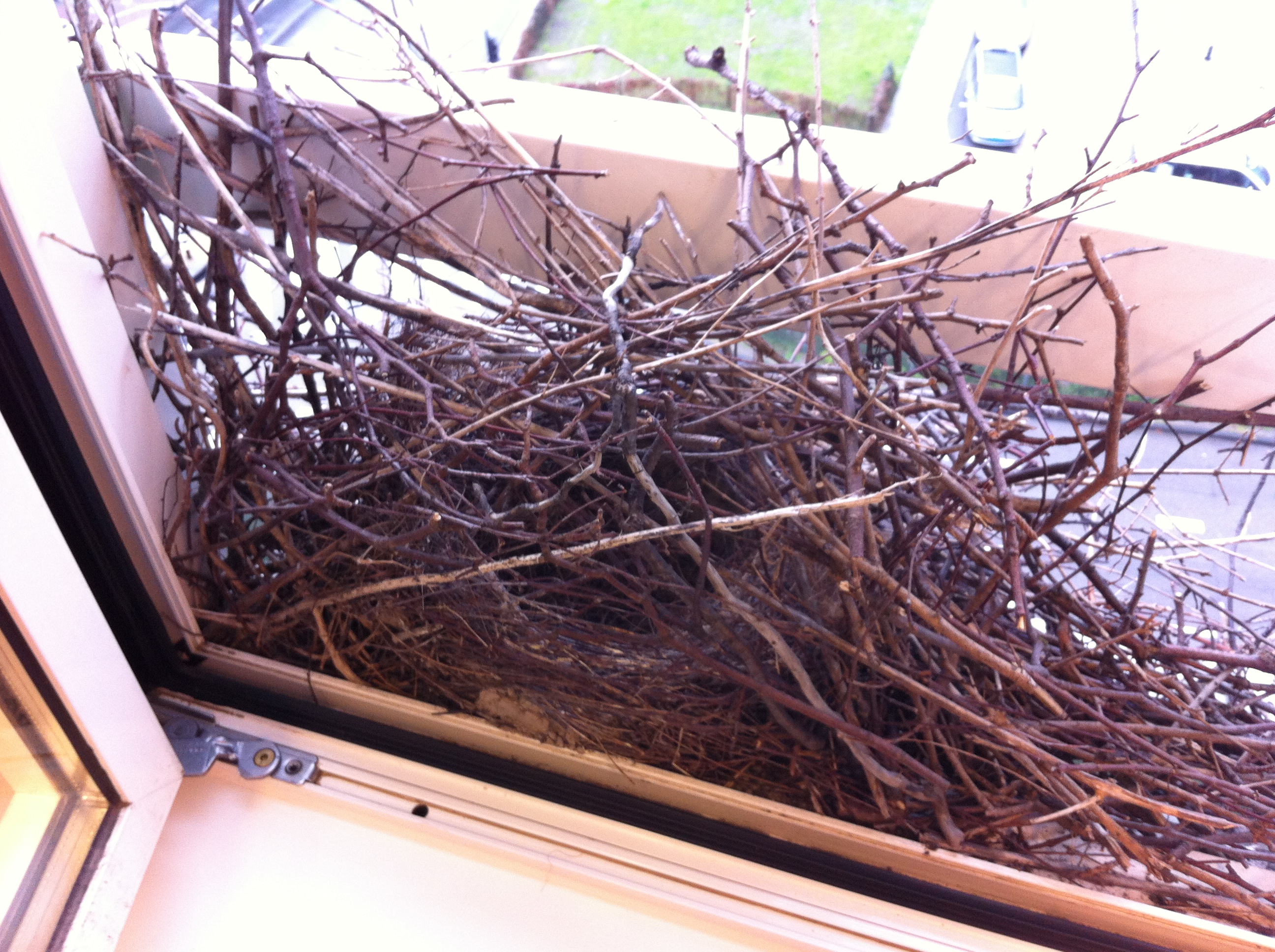 nest op...