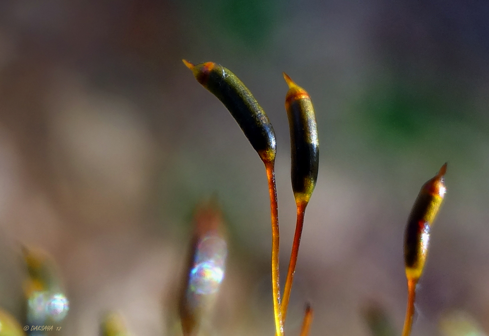 Sporenkapsels