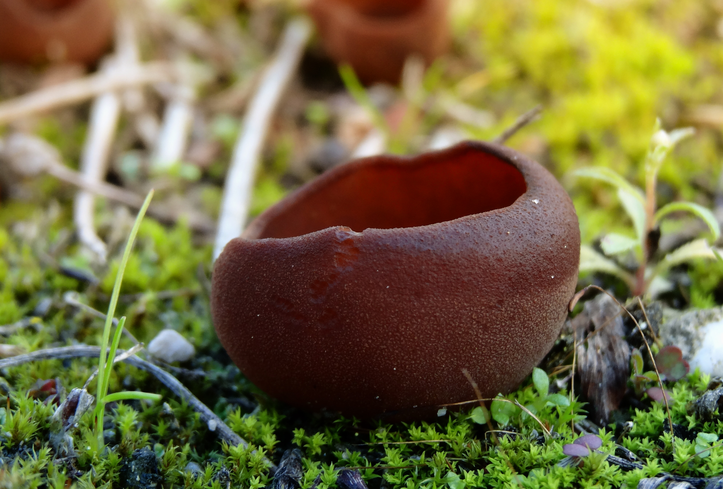 Bekerzwam