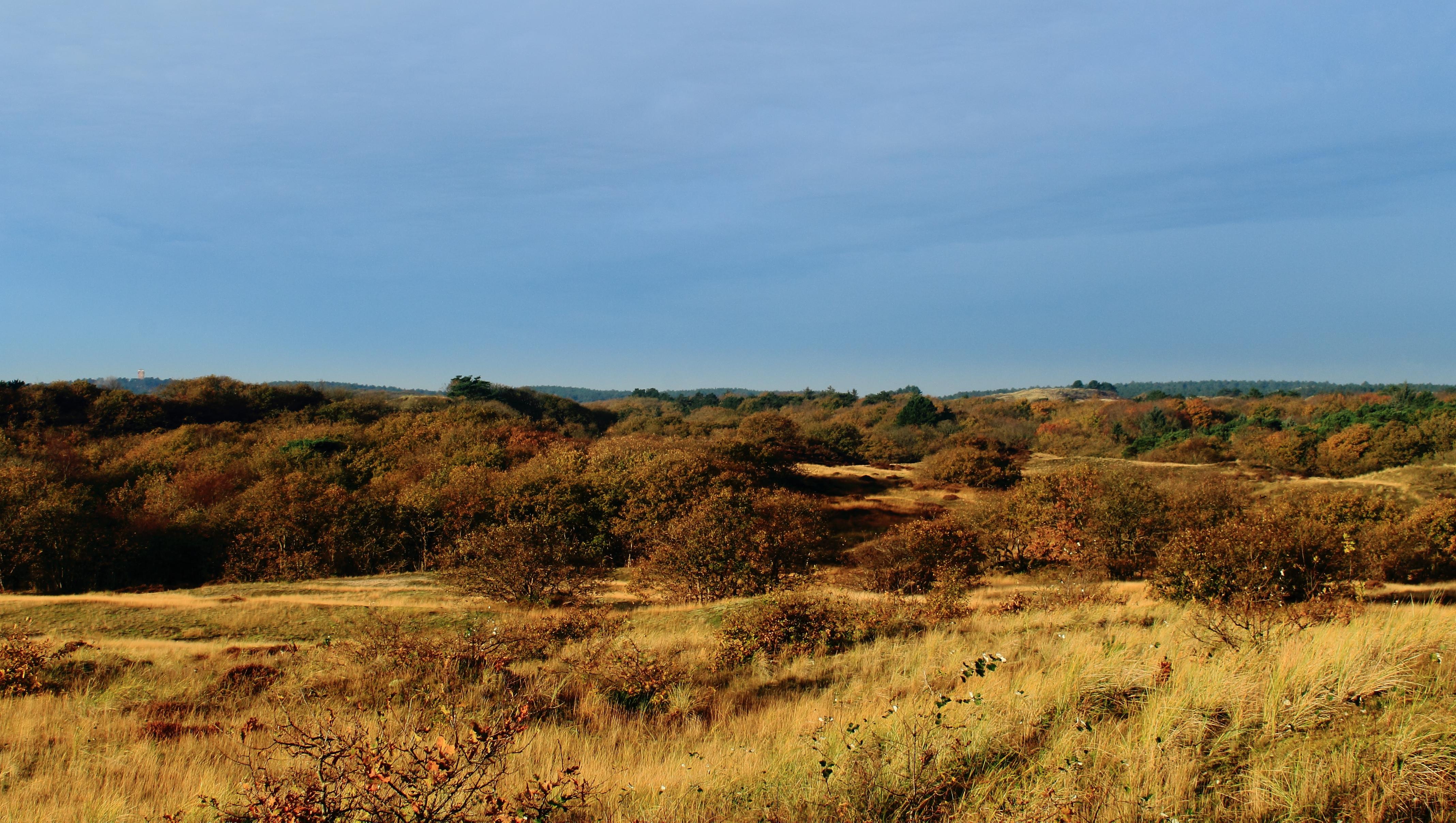 Duinen Bergen NH.