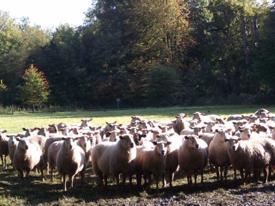 De groene grasmaaier