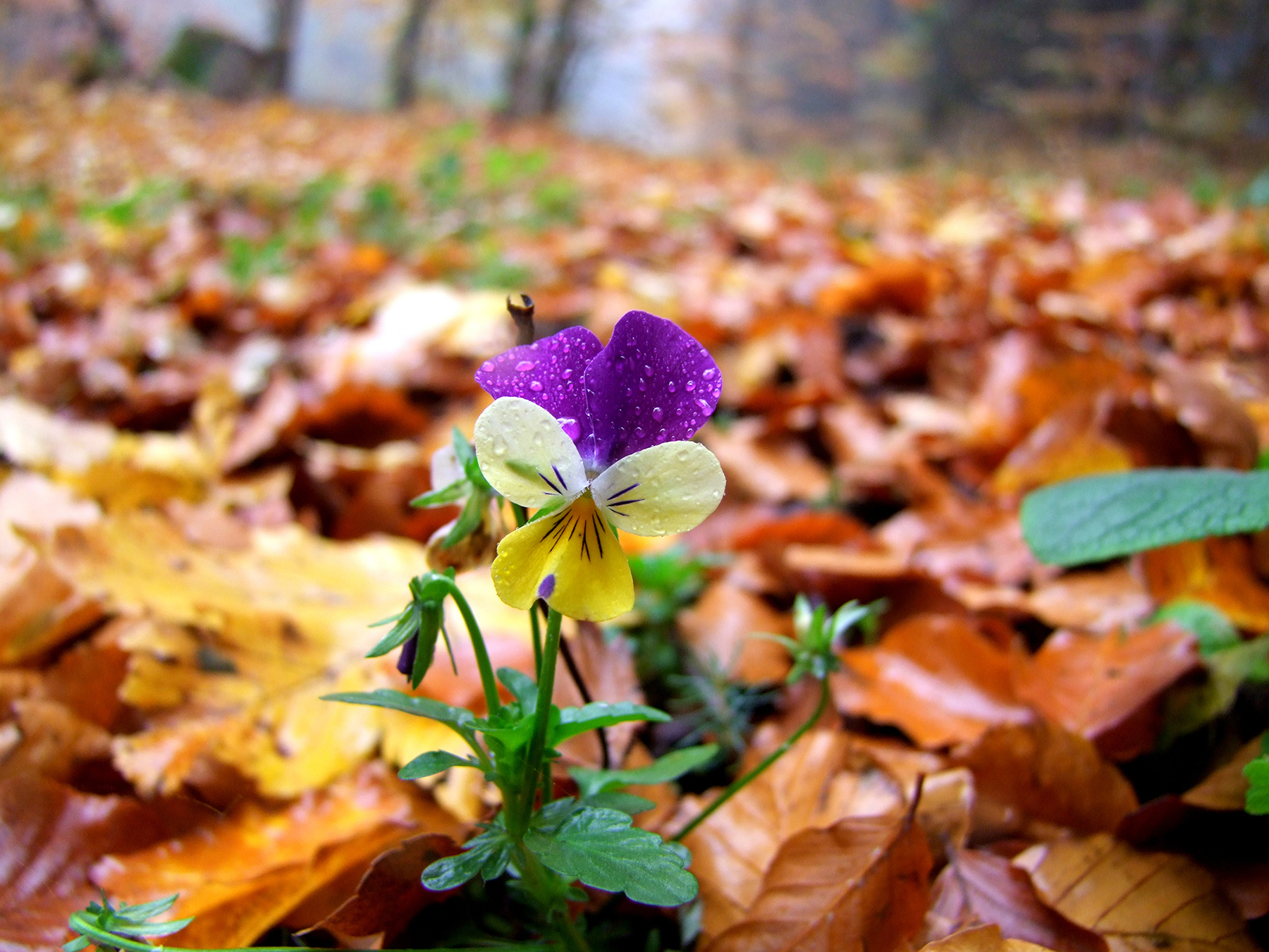 Met de moed der wanhoop