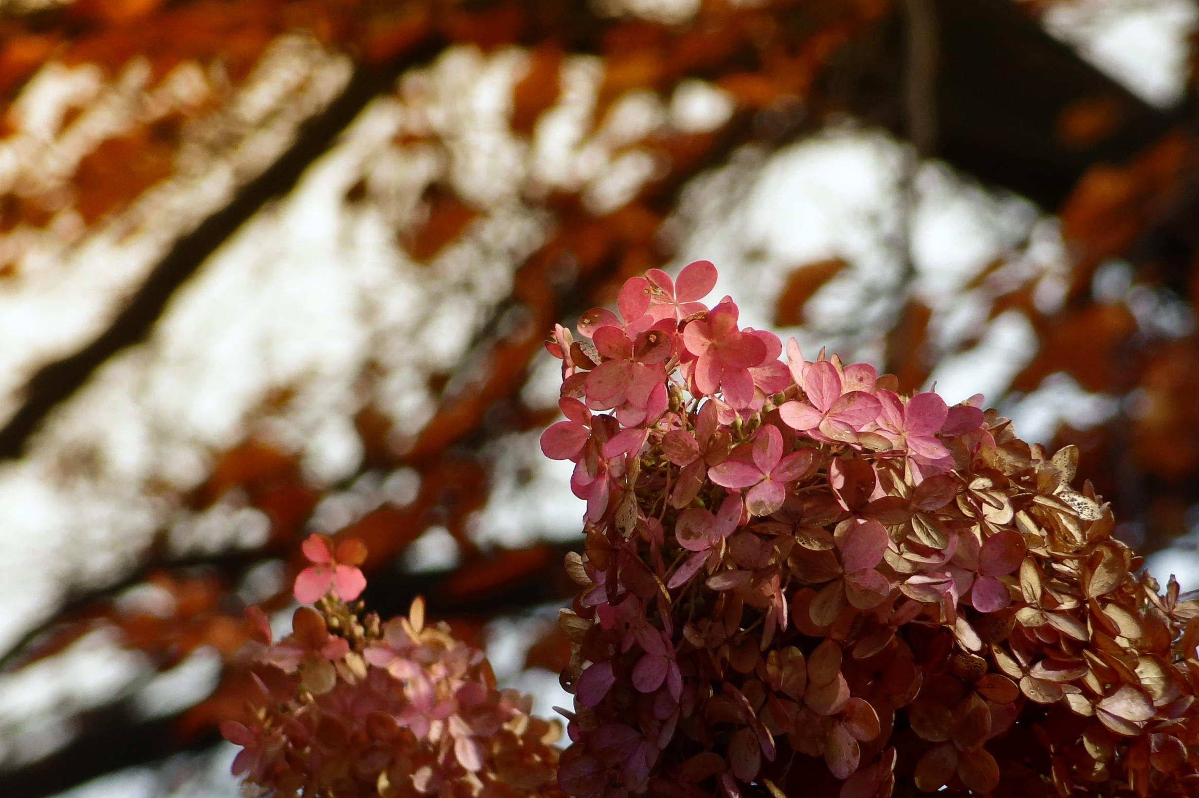 Herfst hortensia