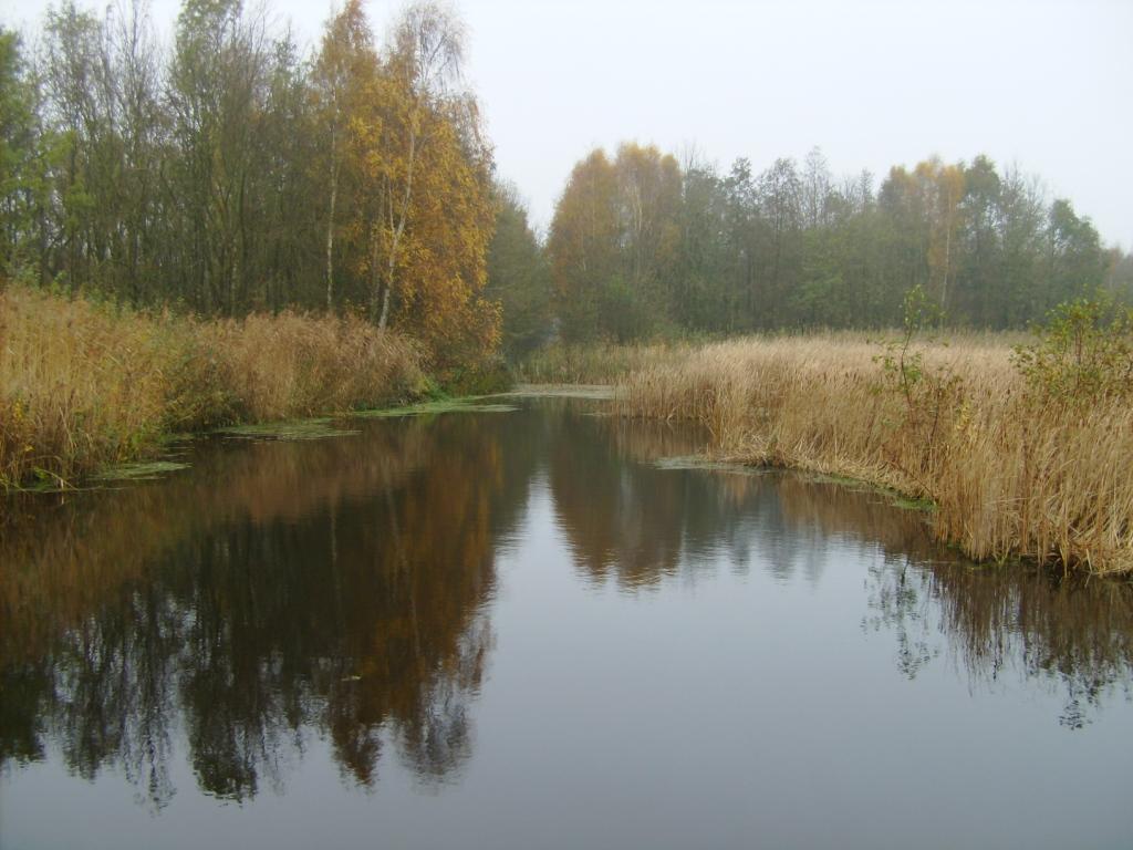 Herfst in een moerasgebied