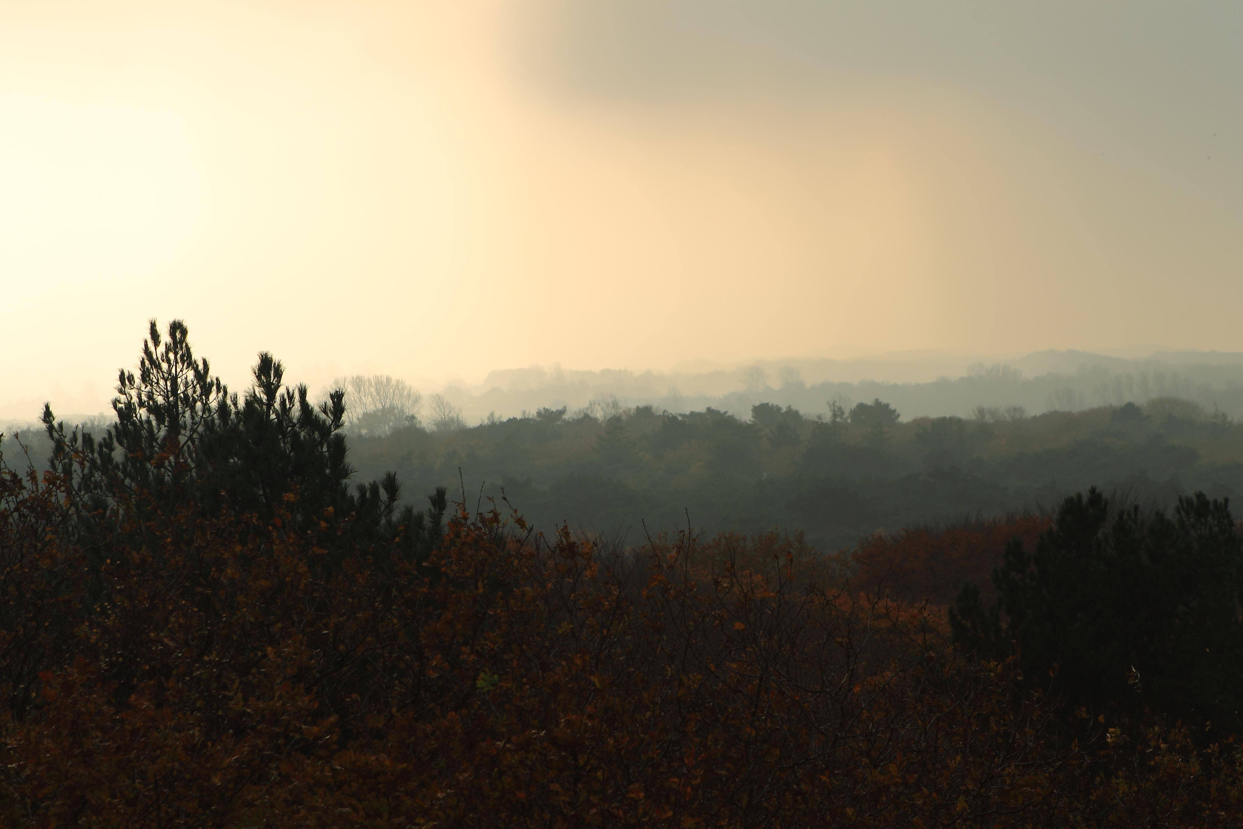 Zeemist boven het bos Bergen NH.