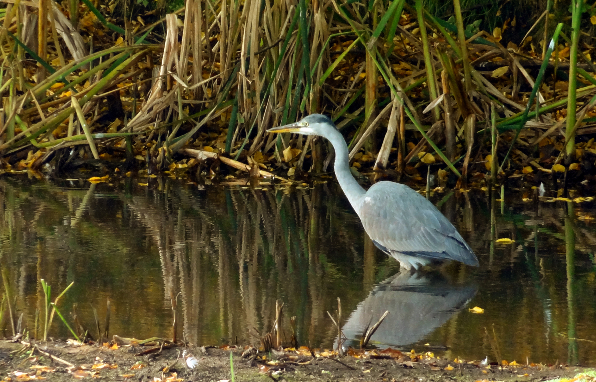 Reiger