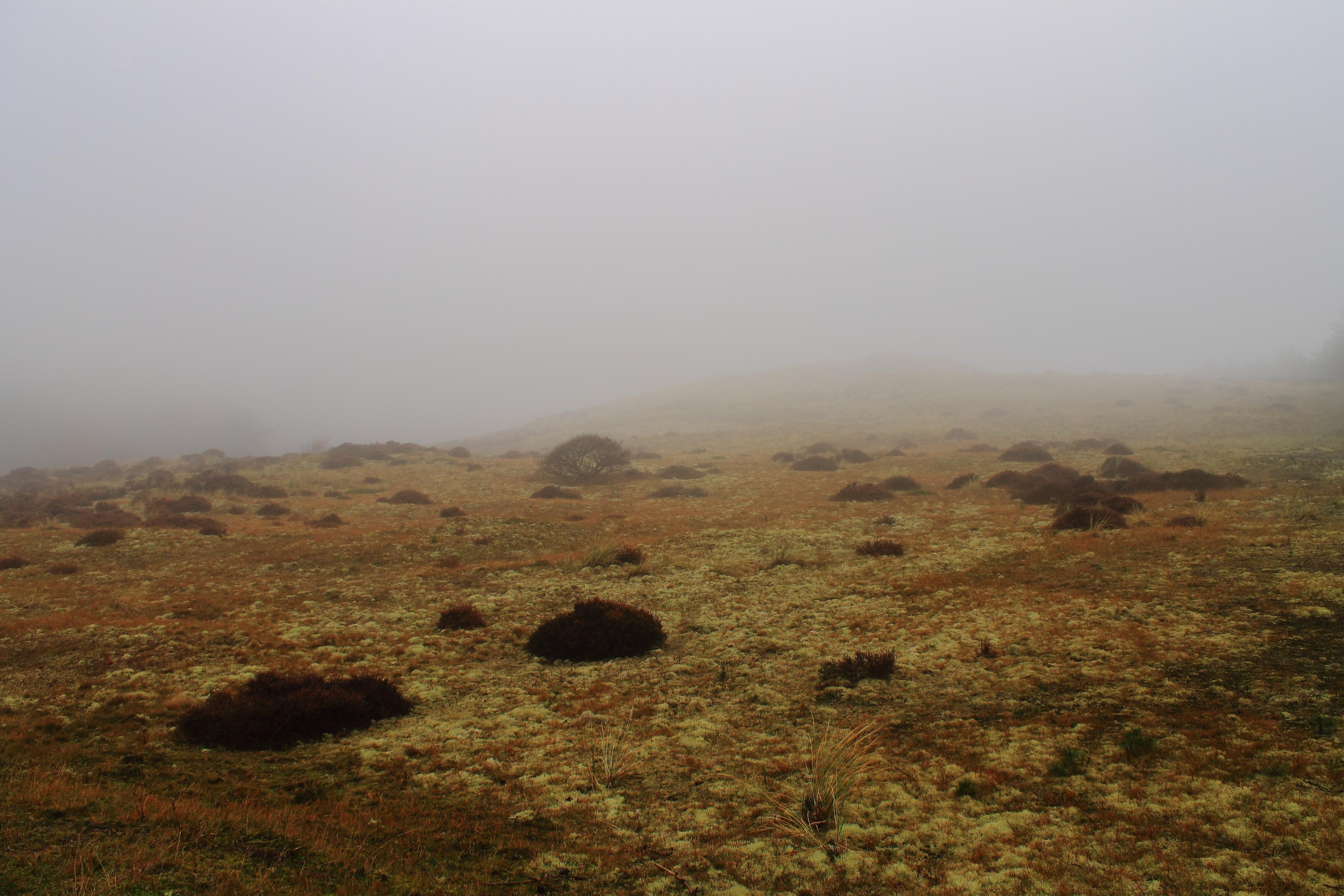 Herfst bos/heide Schoorl.