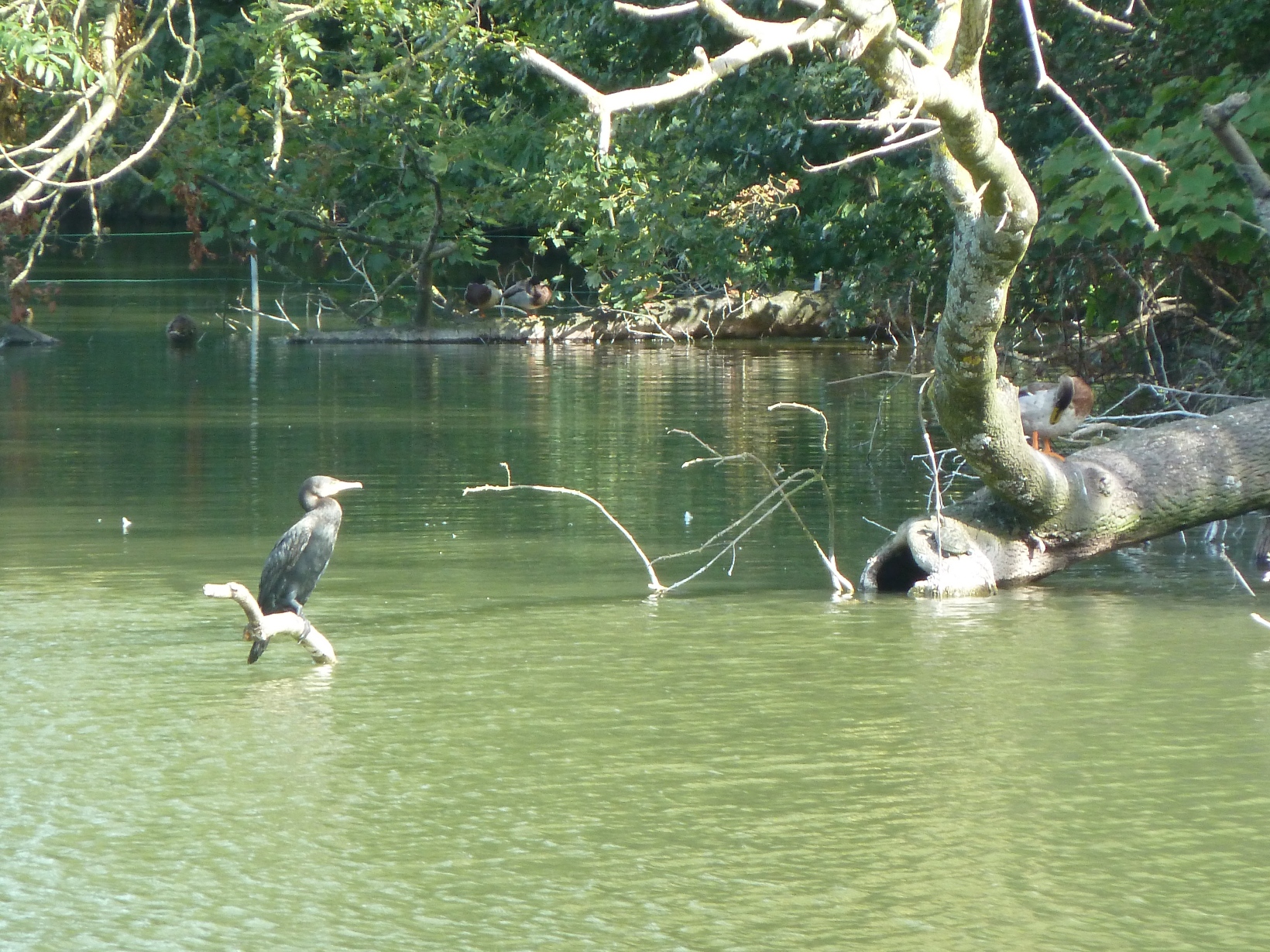 Vroege Vogel vist  geduldig