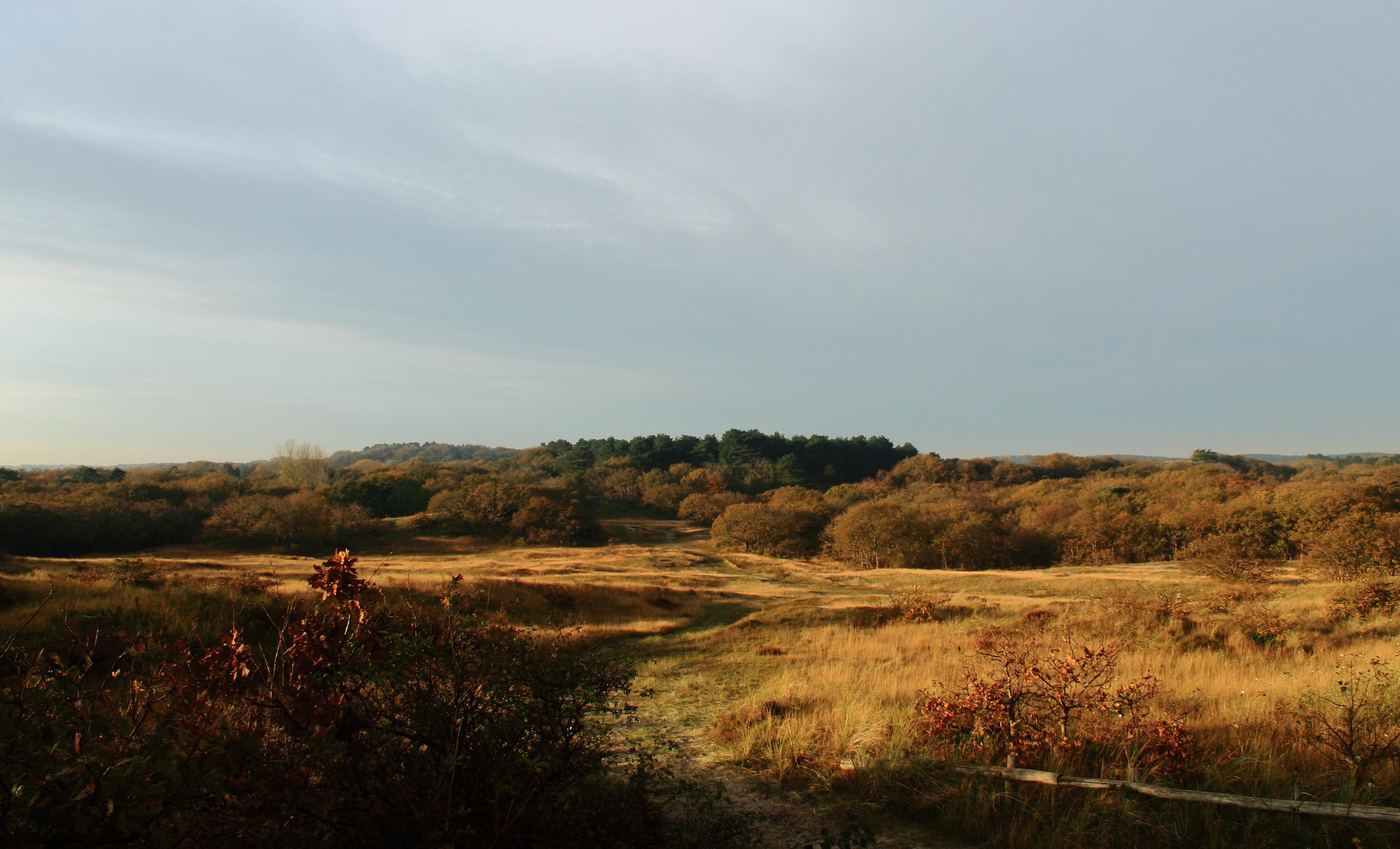 Duinen Bergen NH.