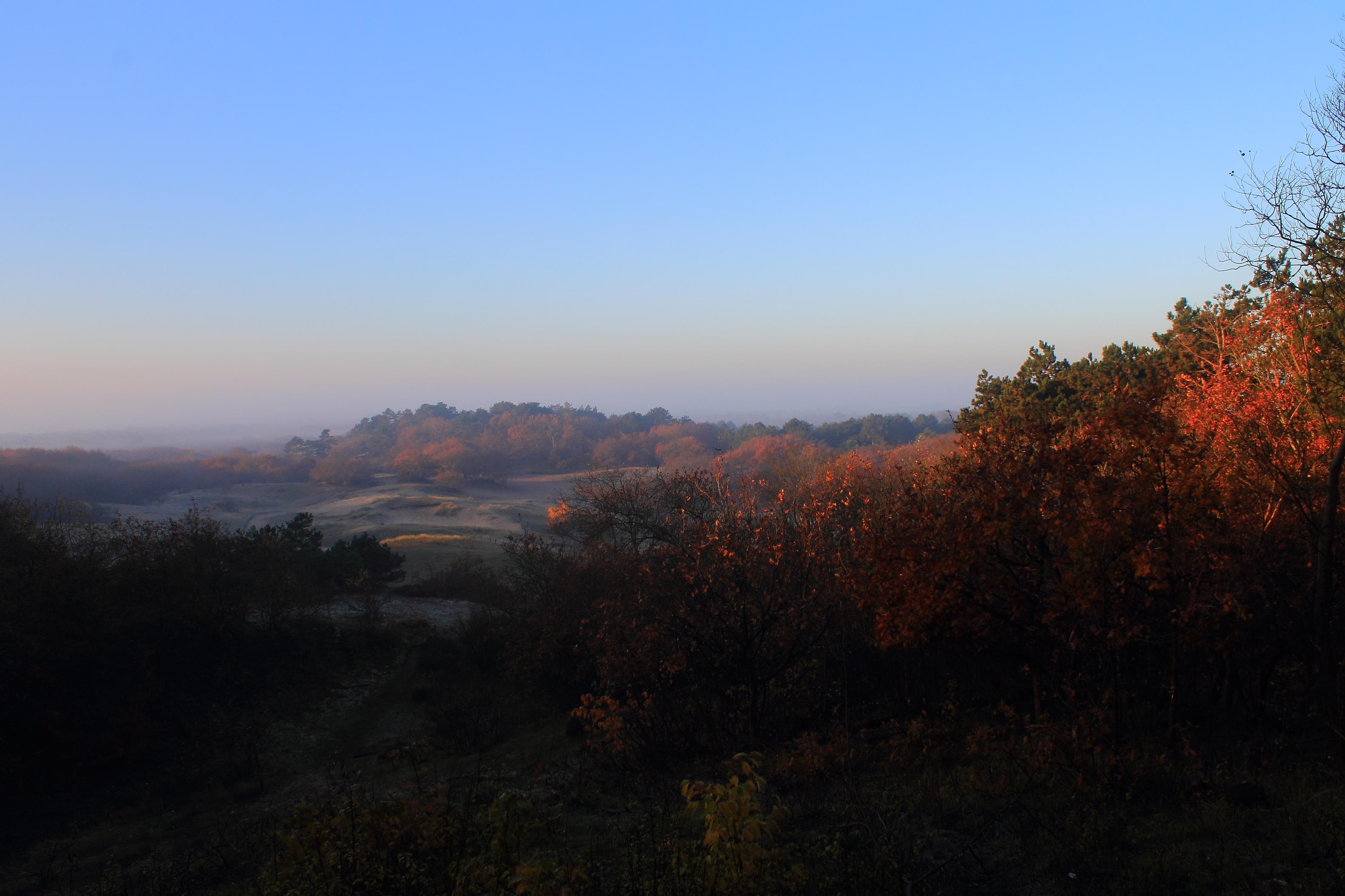 Zonsopkomst bos Bergen.