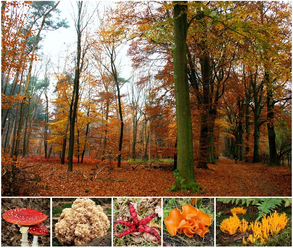 Geboren uit verveling.....