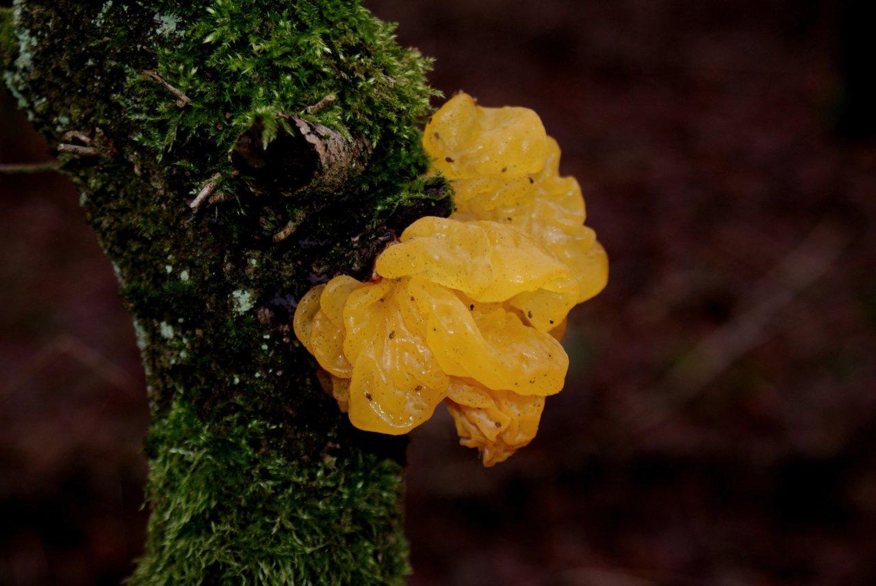 Gele Trilzwam (tremella Mesenterica)
