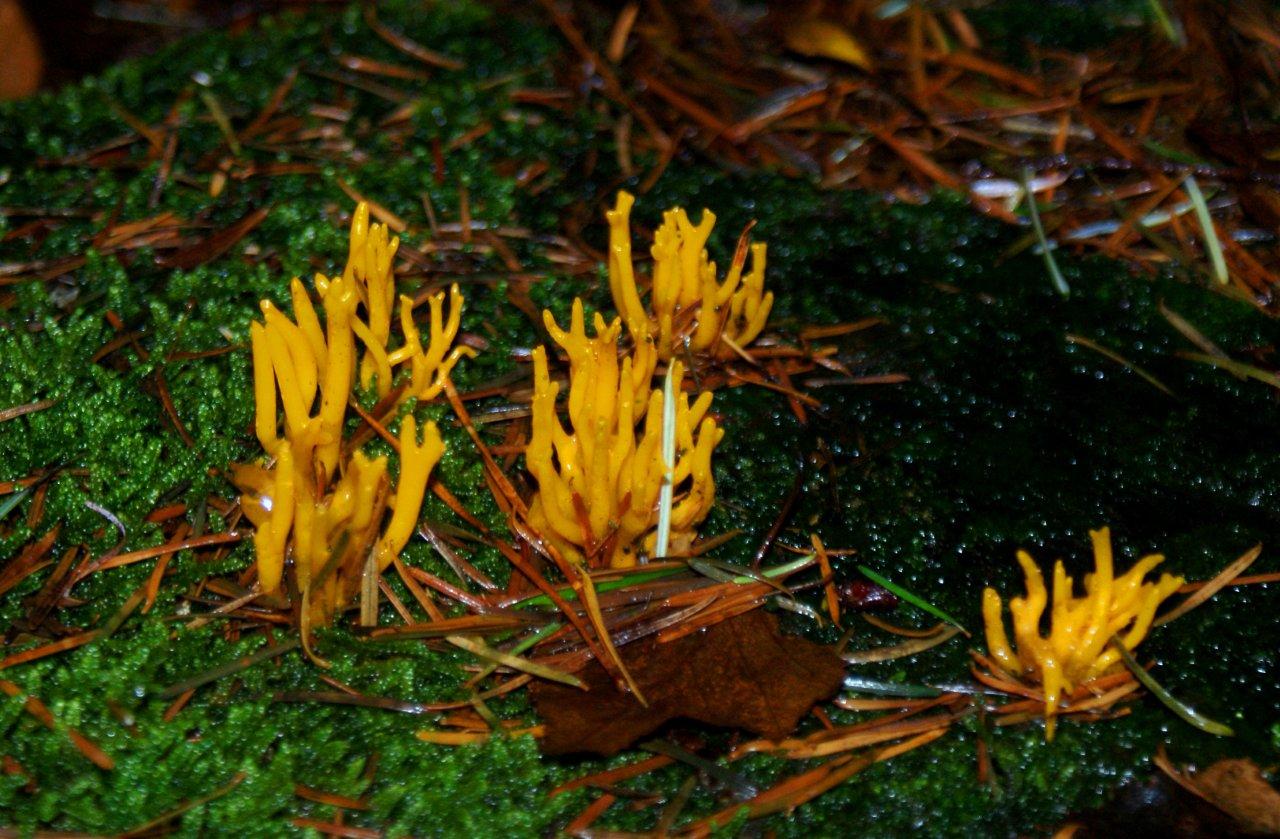 kleverige koraalzwam