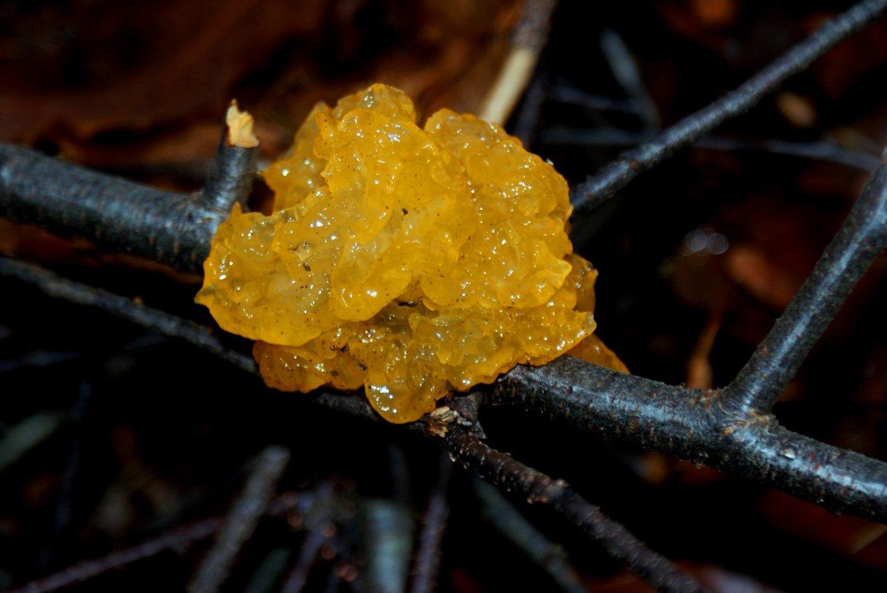 Gele Trilzwam (tremella Mesenterica)