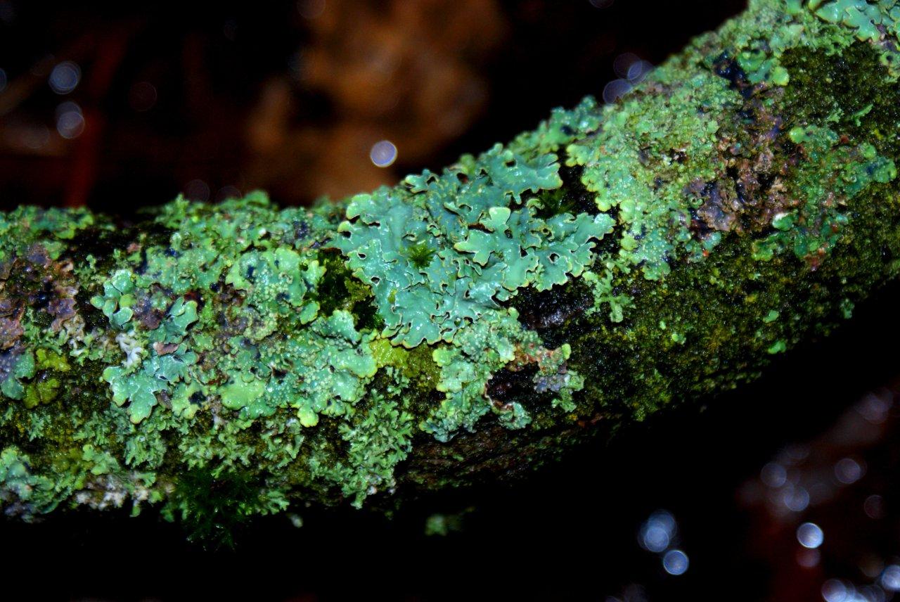 Tak met div.soorten mos.