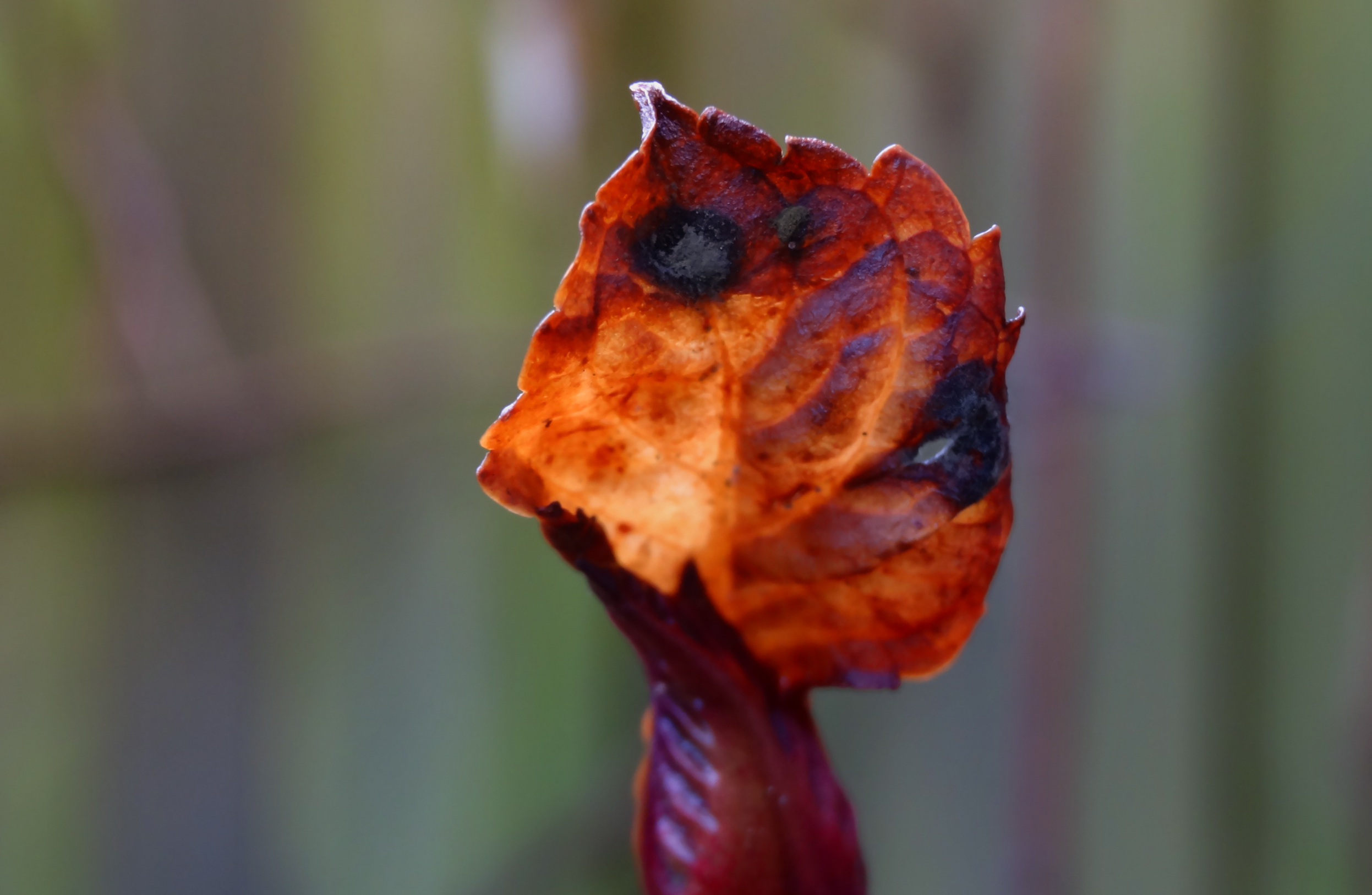 Knop hortensia2