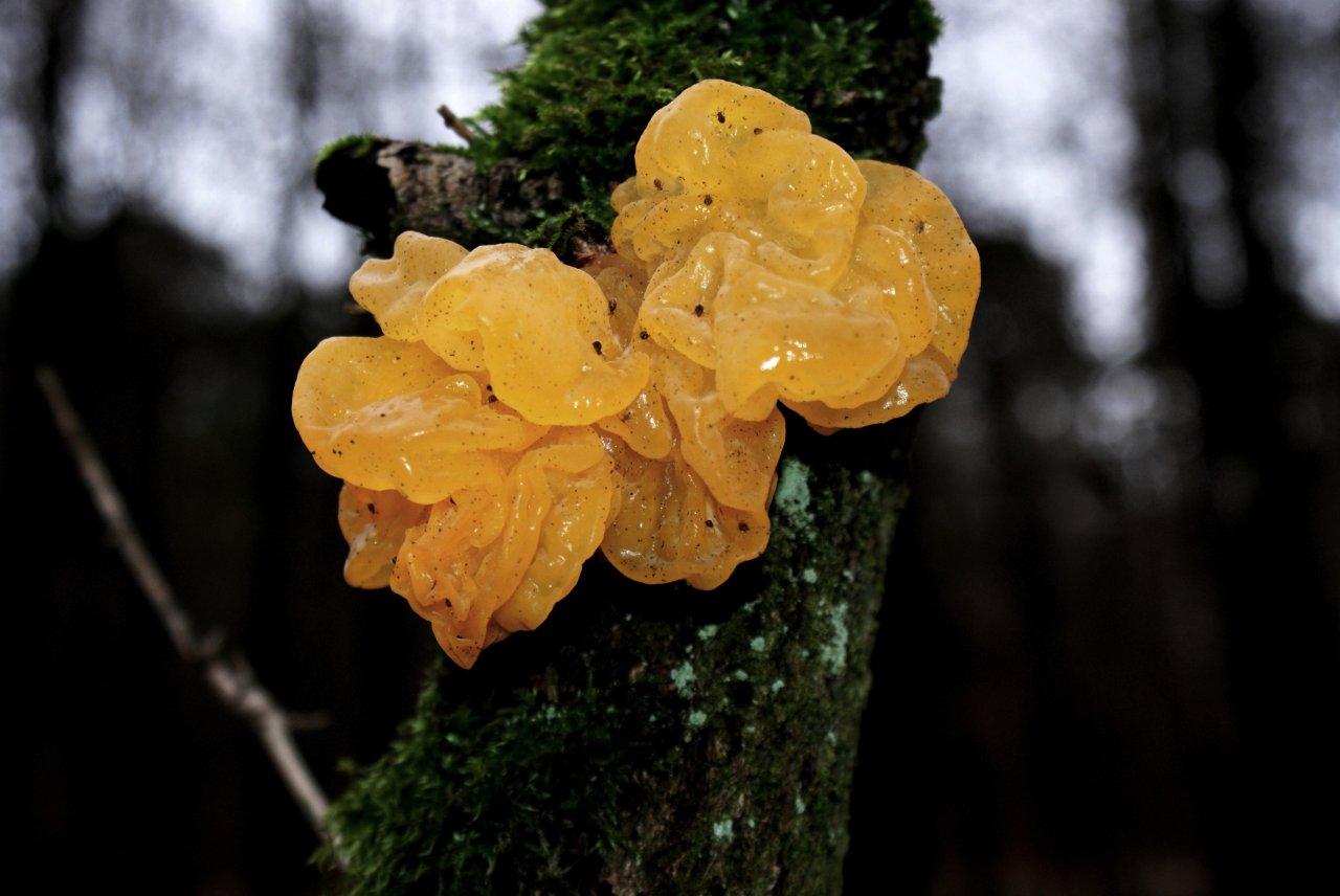 Gele Trilzwam (tremella Mesenterica)
