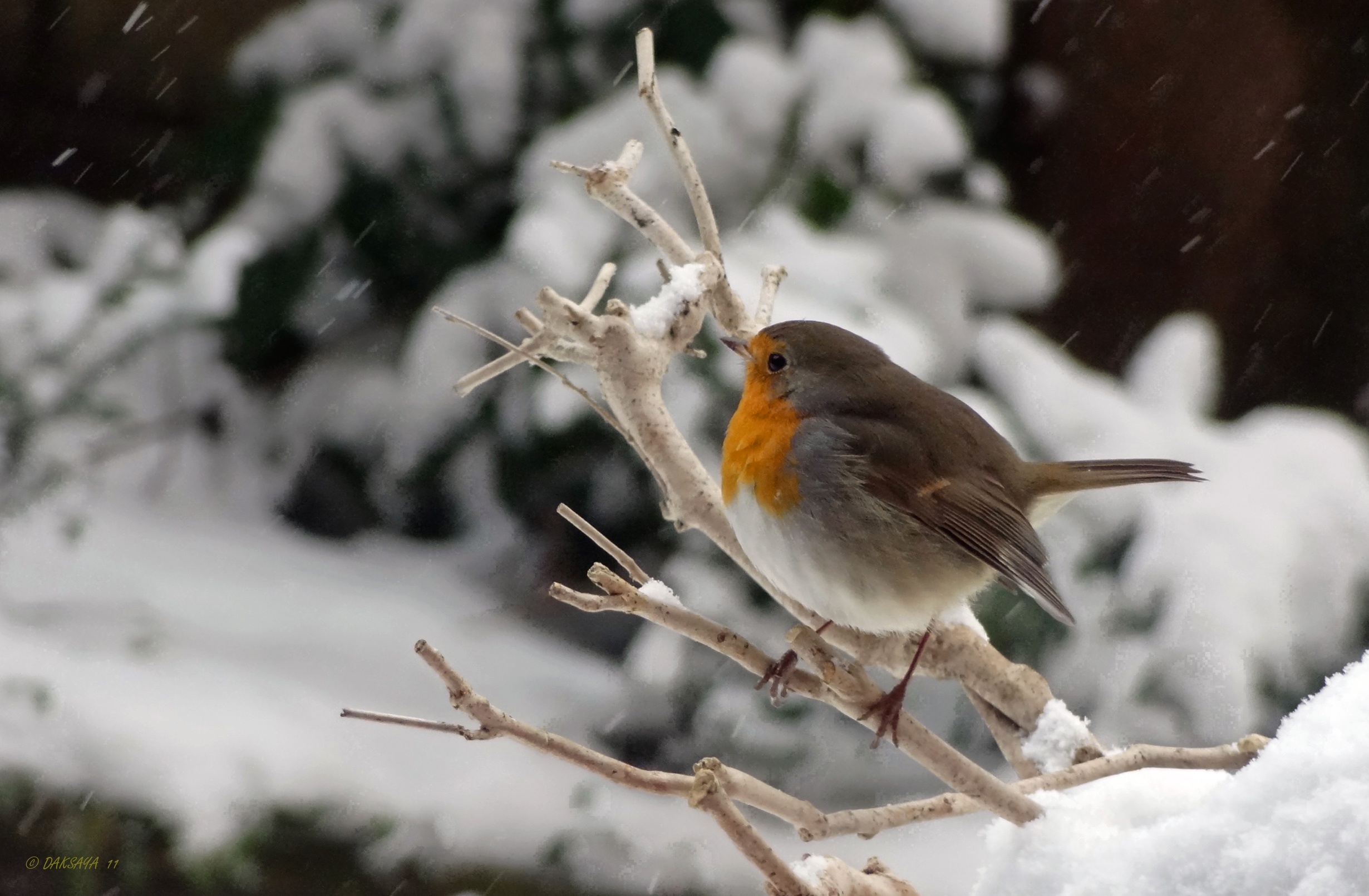 Roodborst in de sneeuw