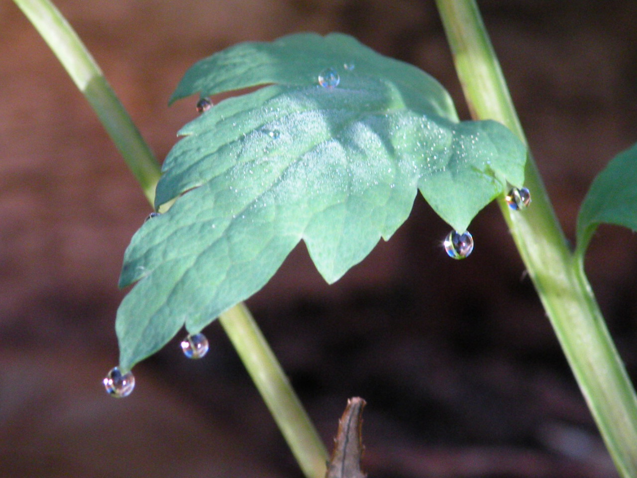 Druppel bolletjes (bal)