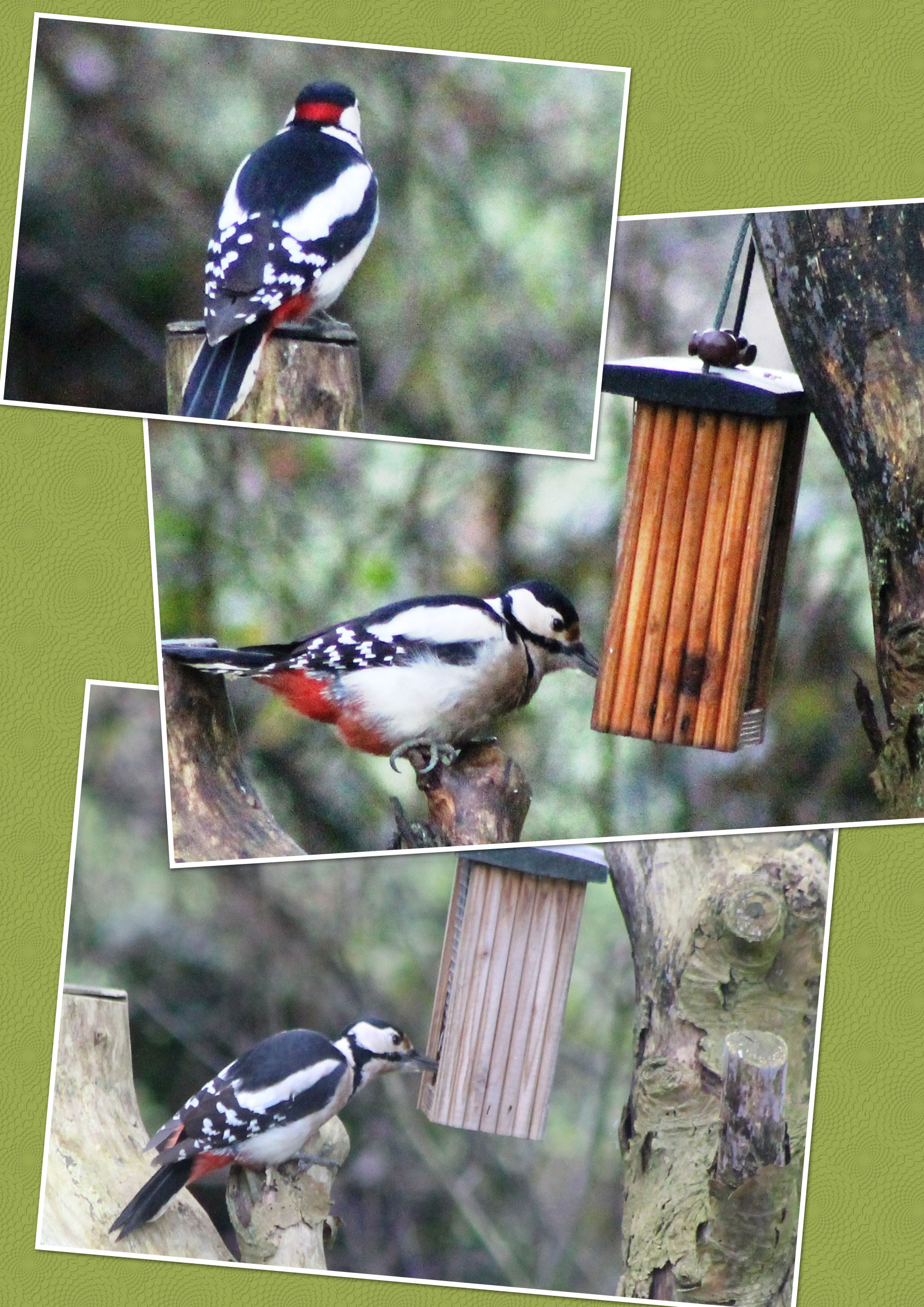 Bonte Specht Collage