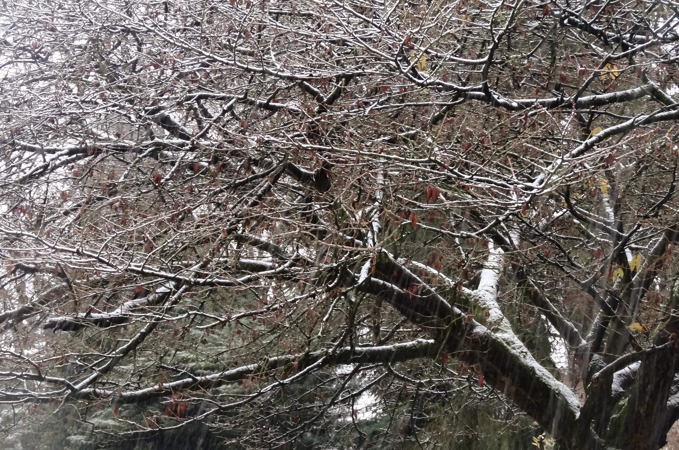 Eerste sneeuw