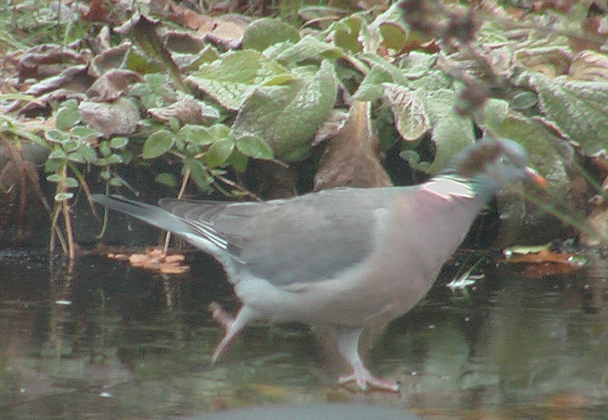 Schaatsende Houtduif