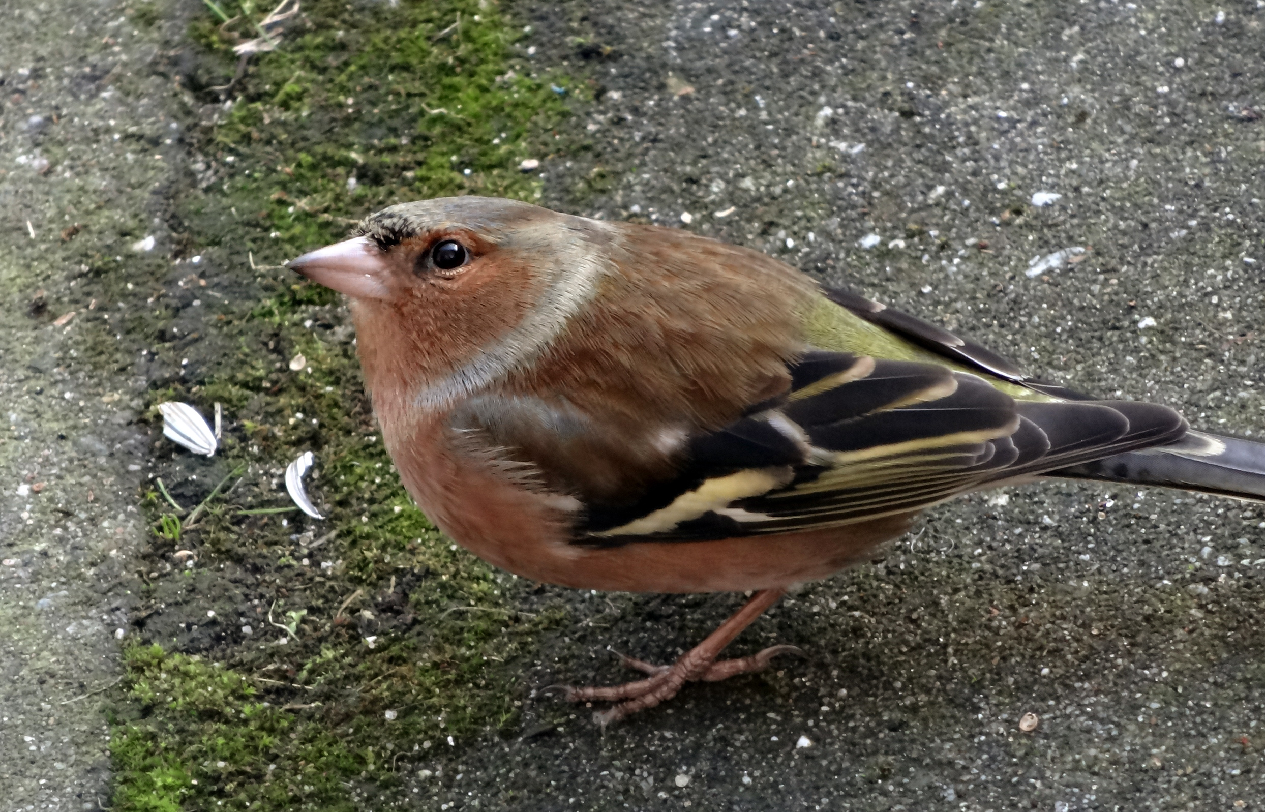 Vink (m)