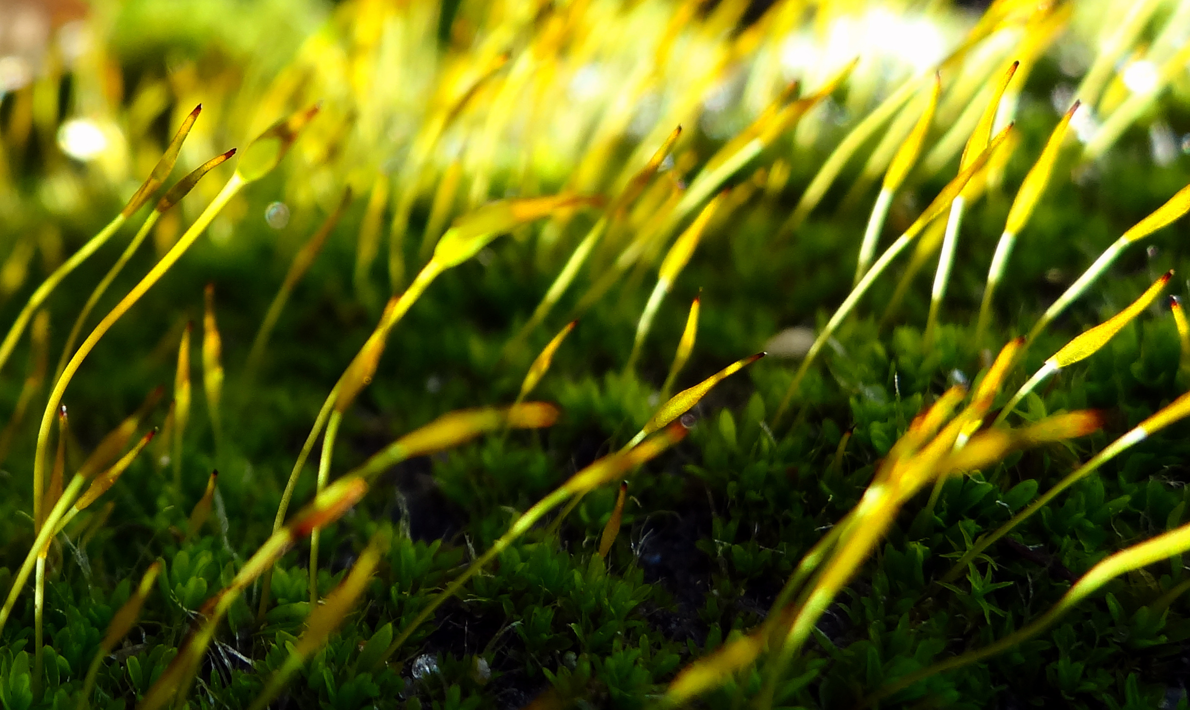 Sporenkapsels in de zon