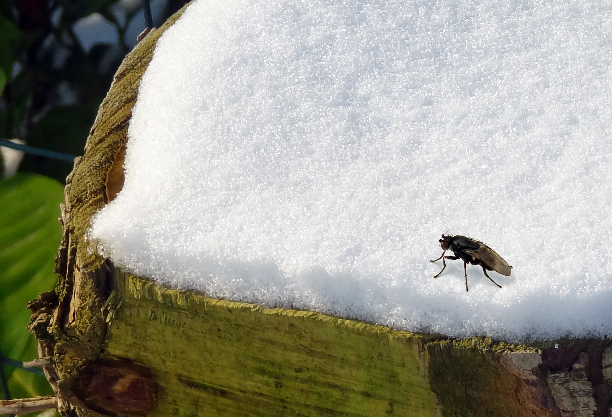 Sneeuwvlieg