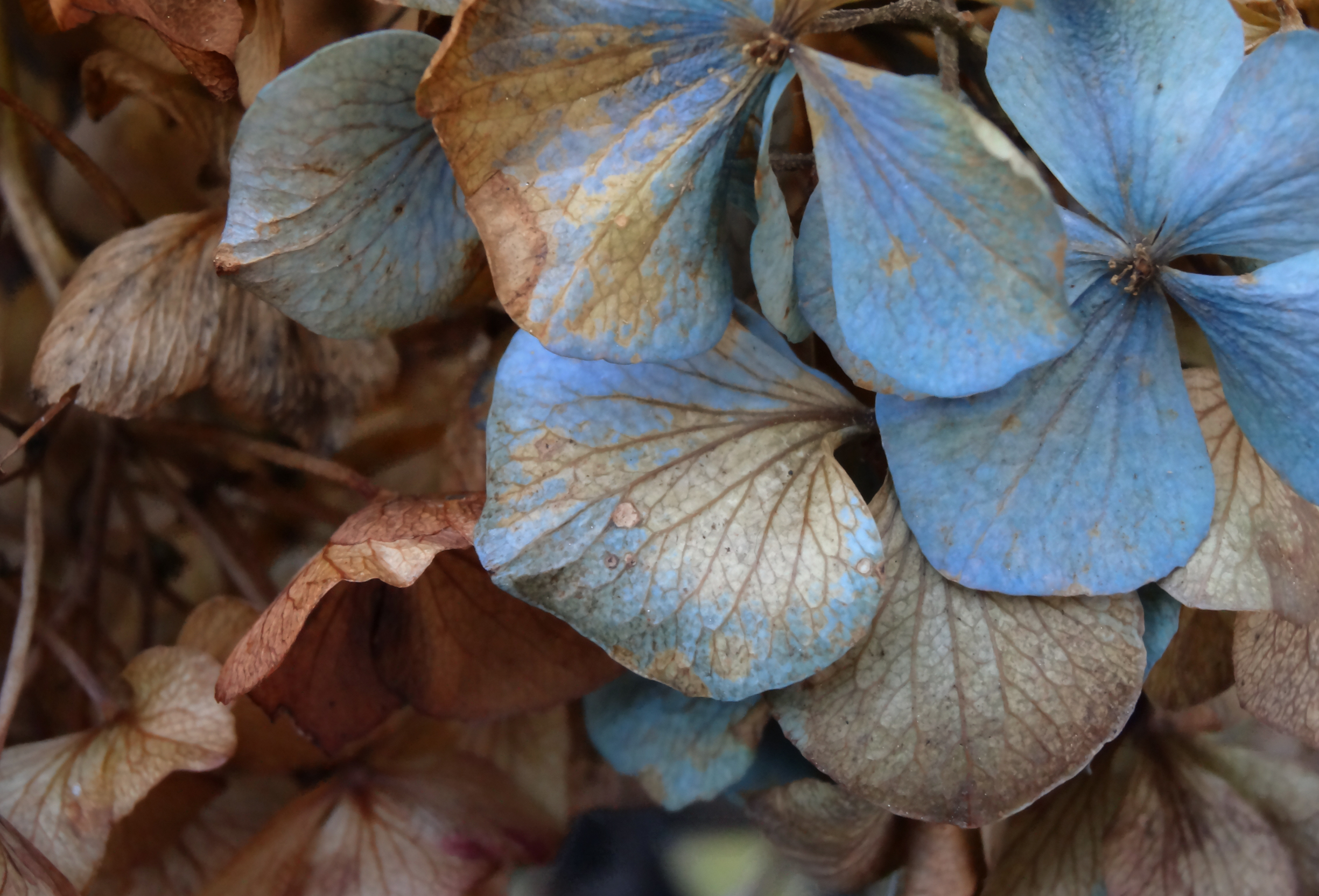 Hortensia