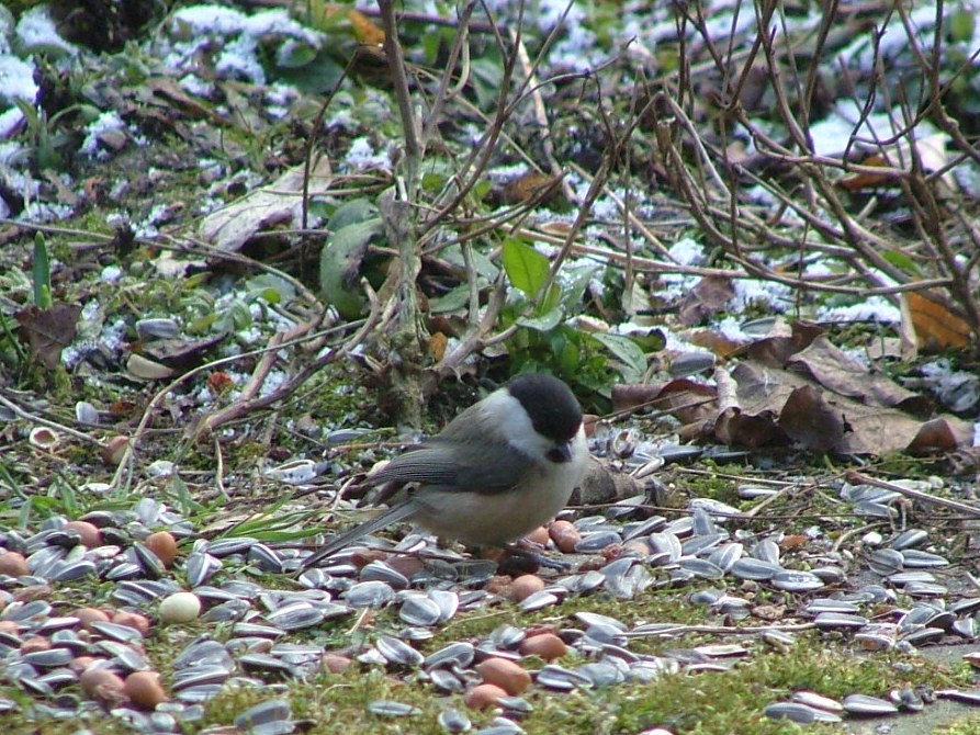 Matkop tussen het voer
