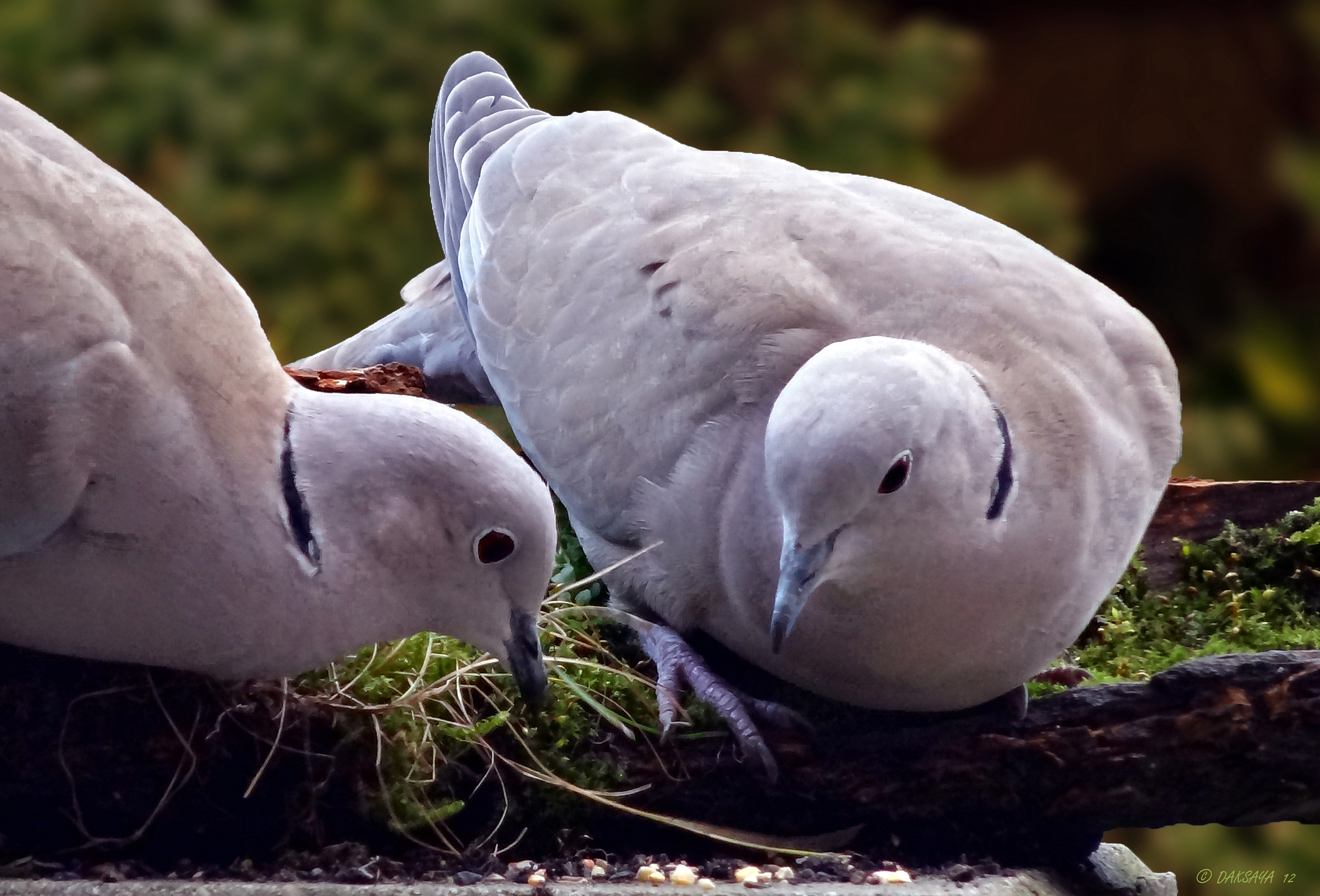 Twee Turkse...