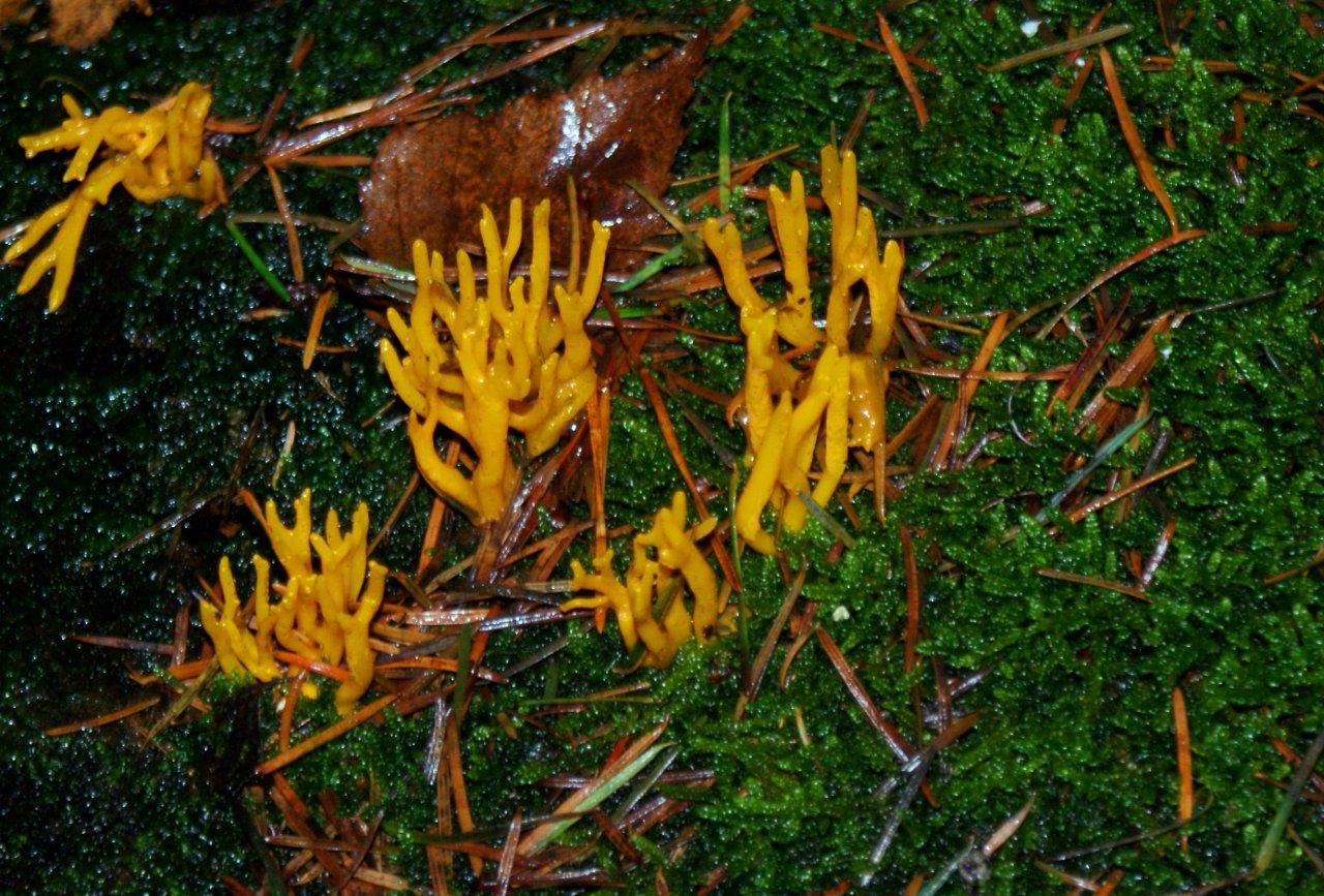 kleverige koraalzwam