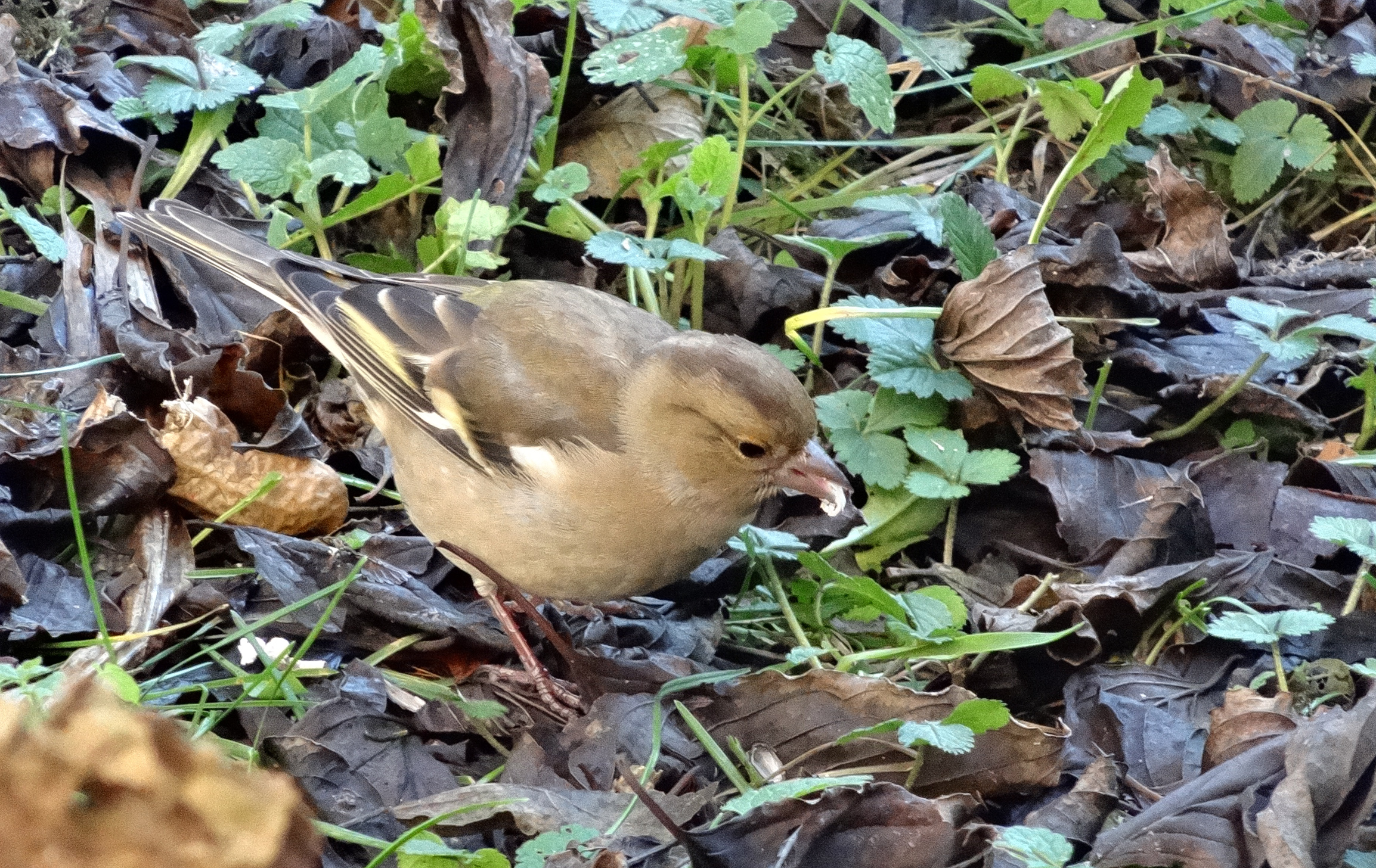 Vink (vrouwtje)