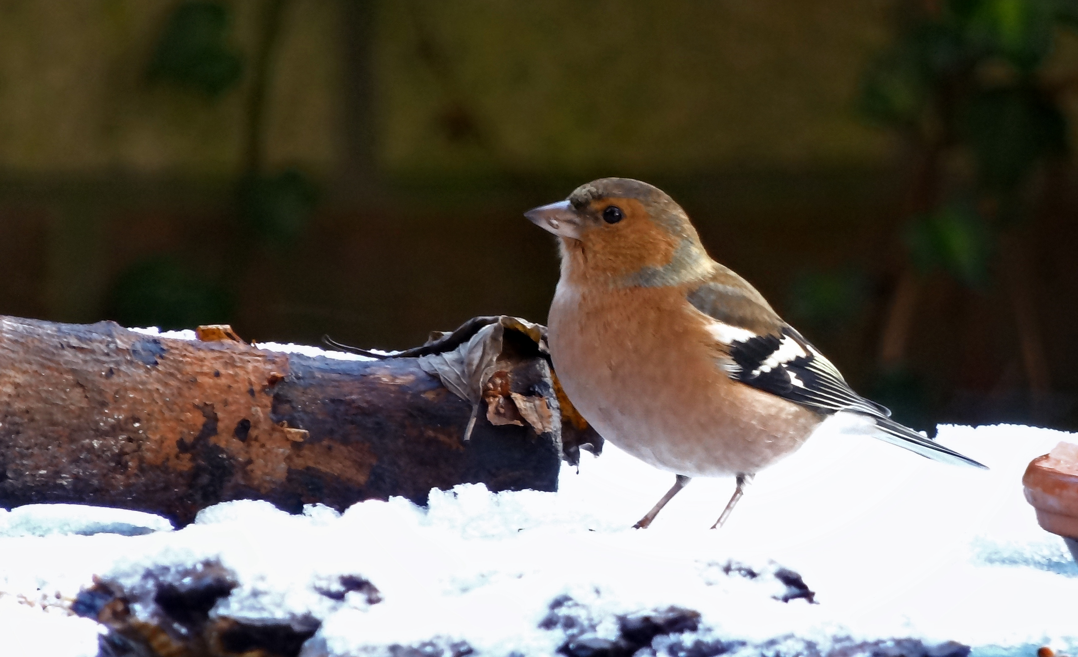 Vink