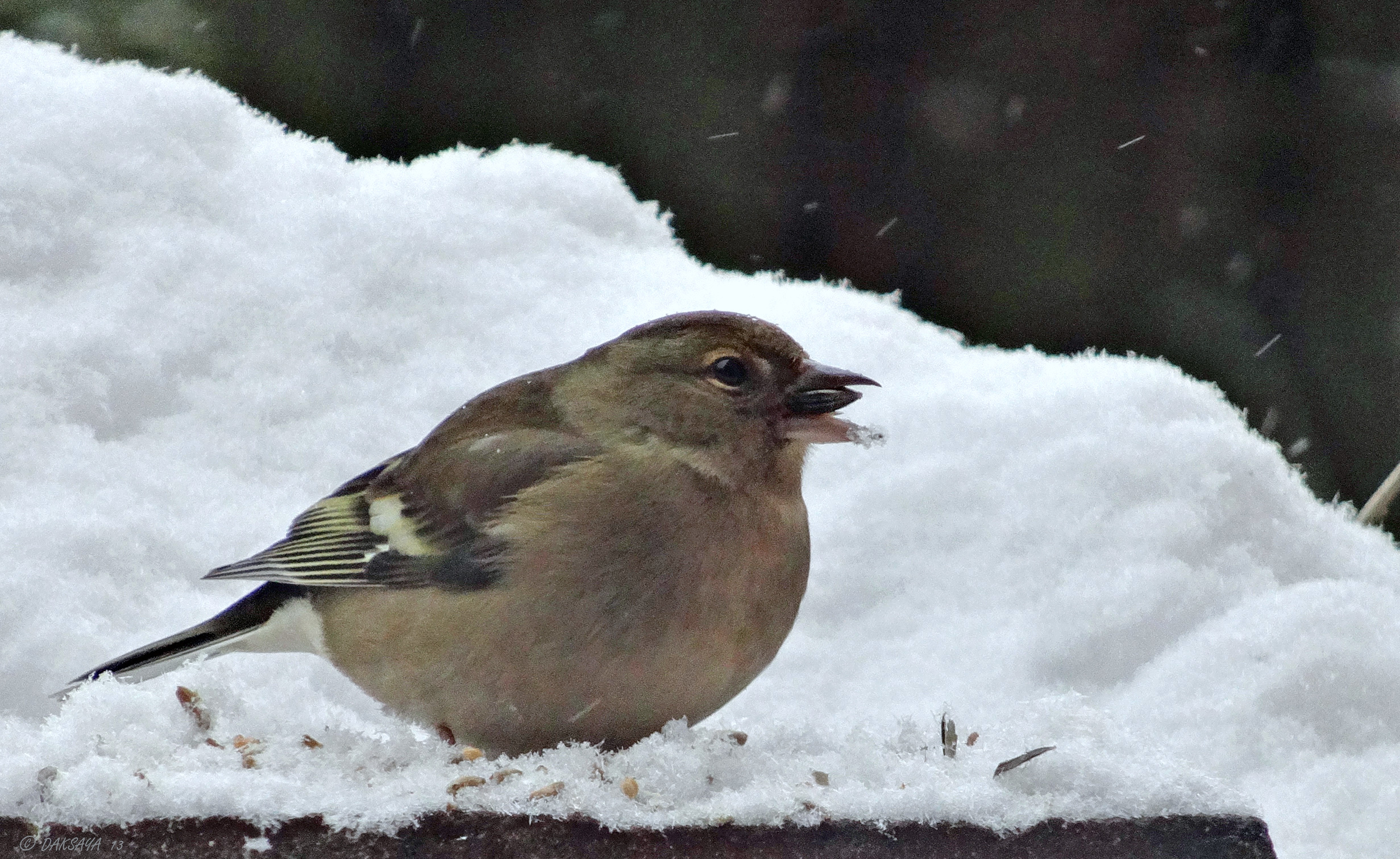 Vink (v)