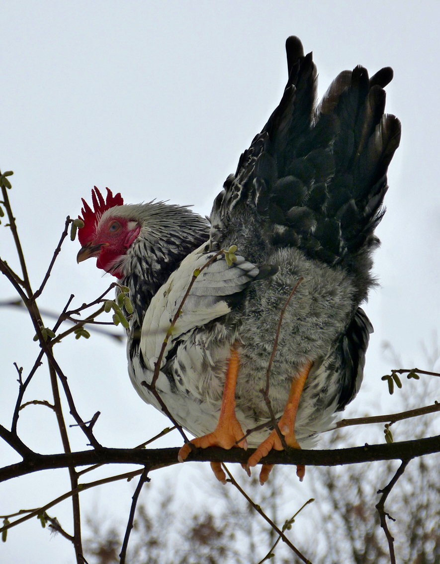 'Haantje-de-hoogste'