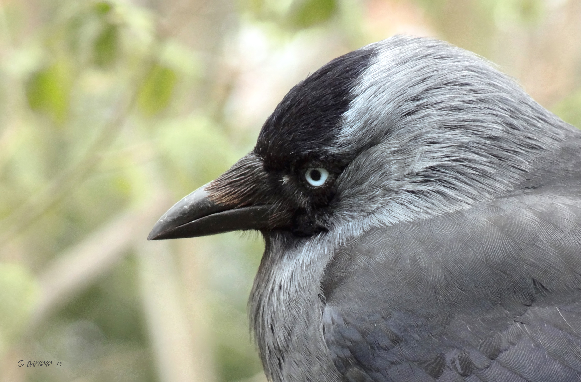 Close-up kauw