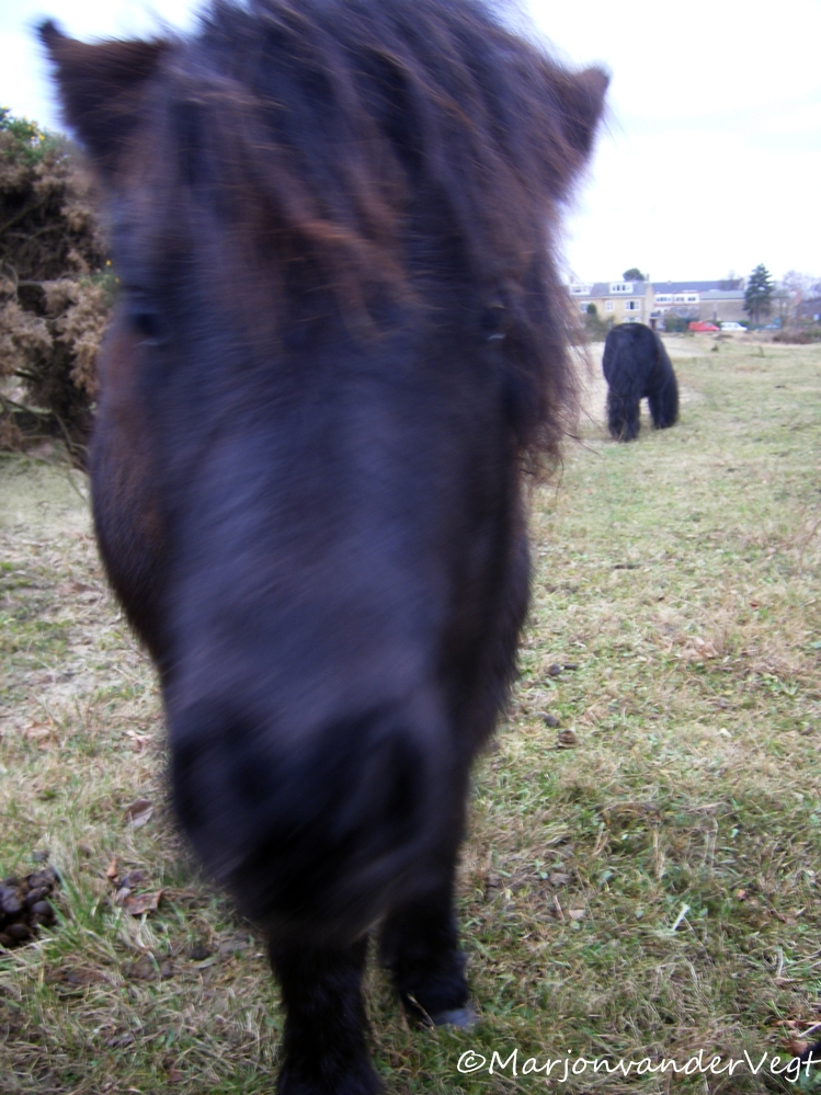 Shetlandpony