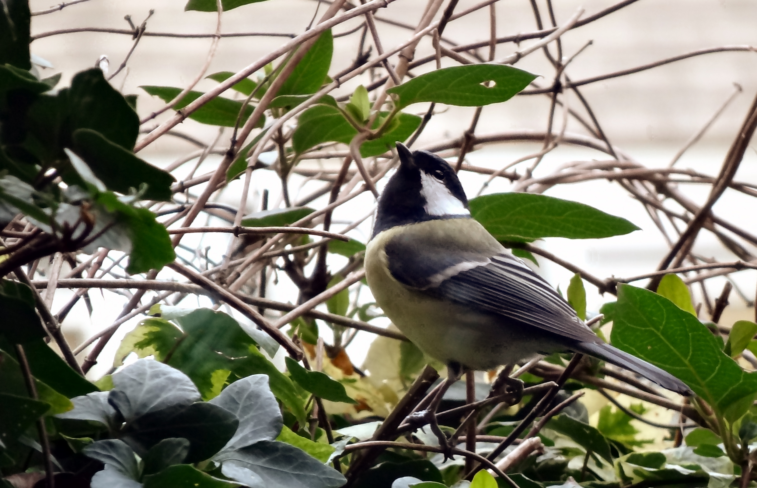 Koolmees tussen hedera