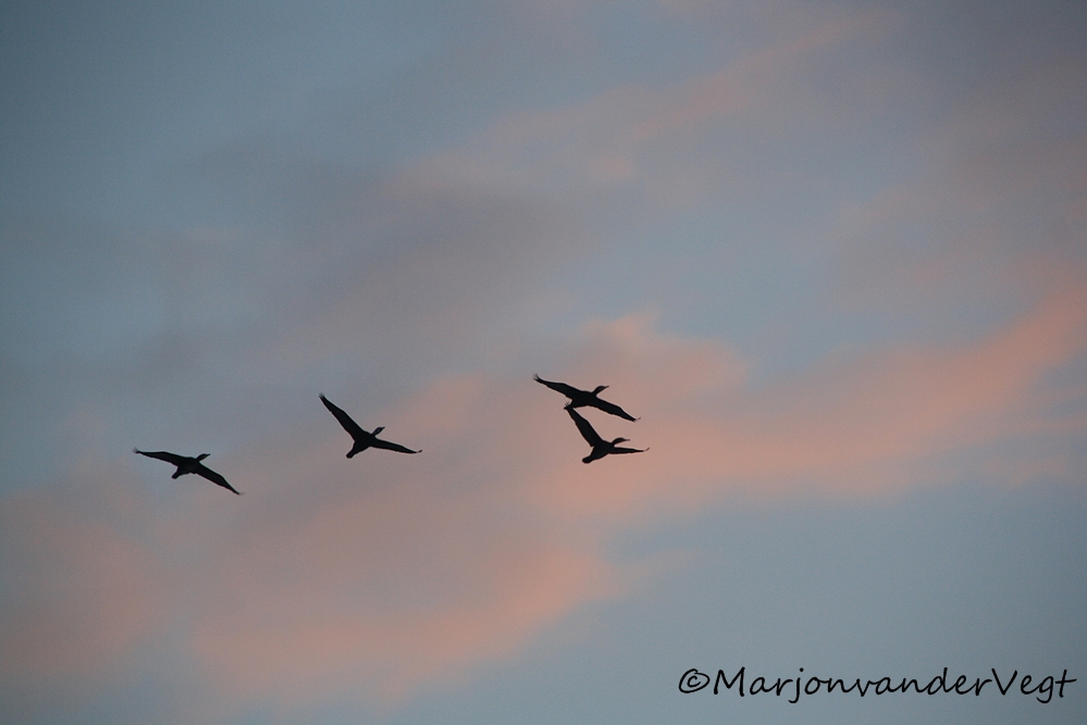 4 Aalscholvers boven de Zee