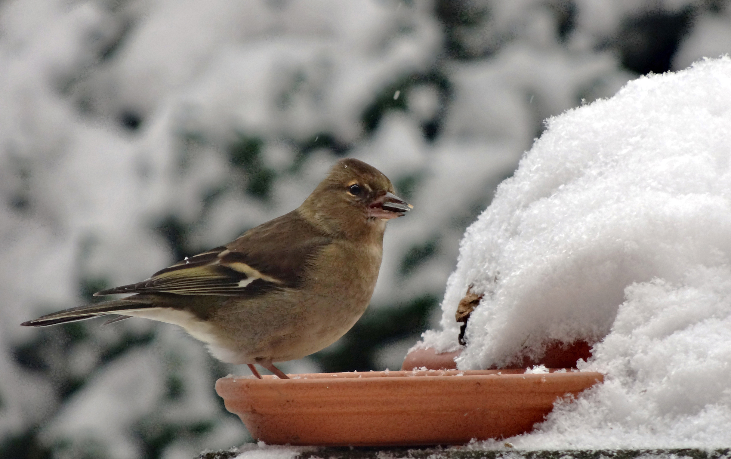 Vink (v)