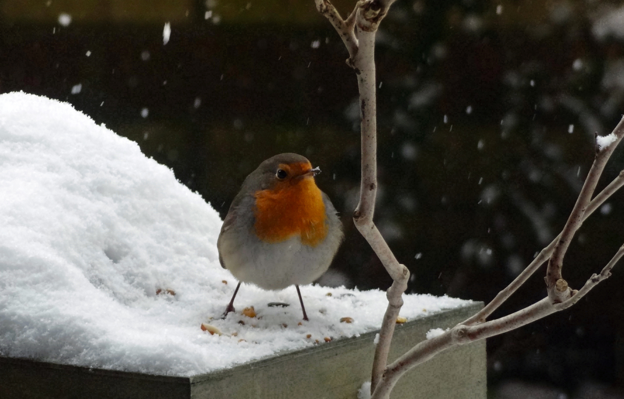 De sneeuw trotserend