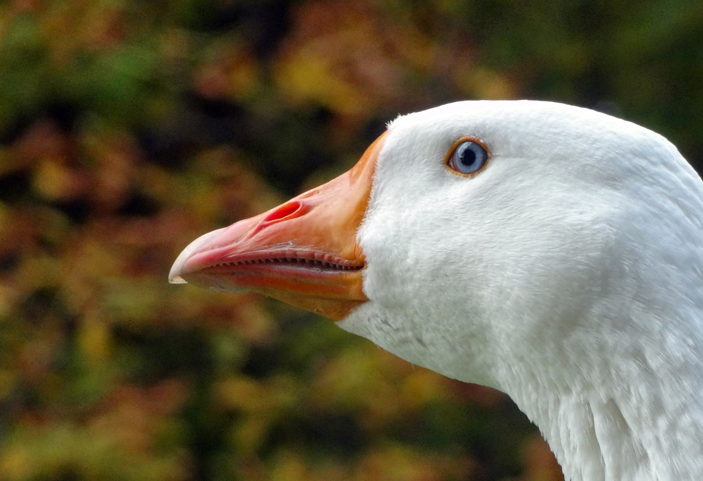Gans close-up